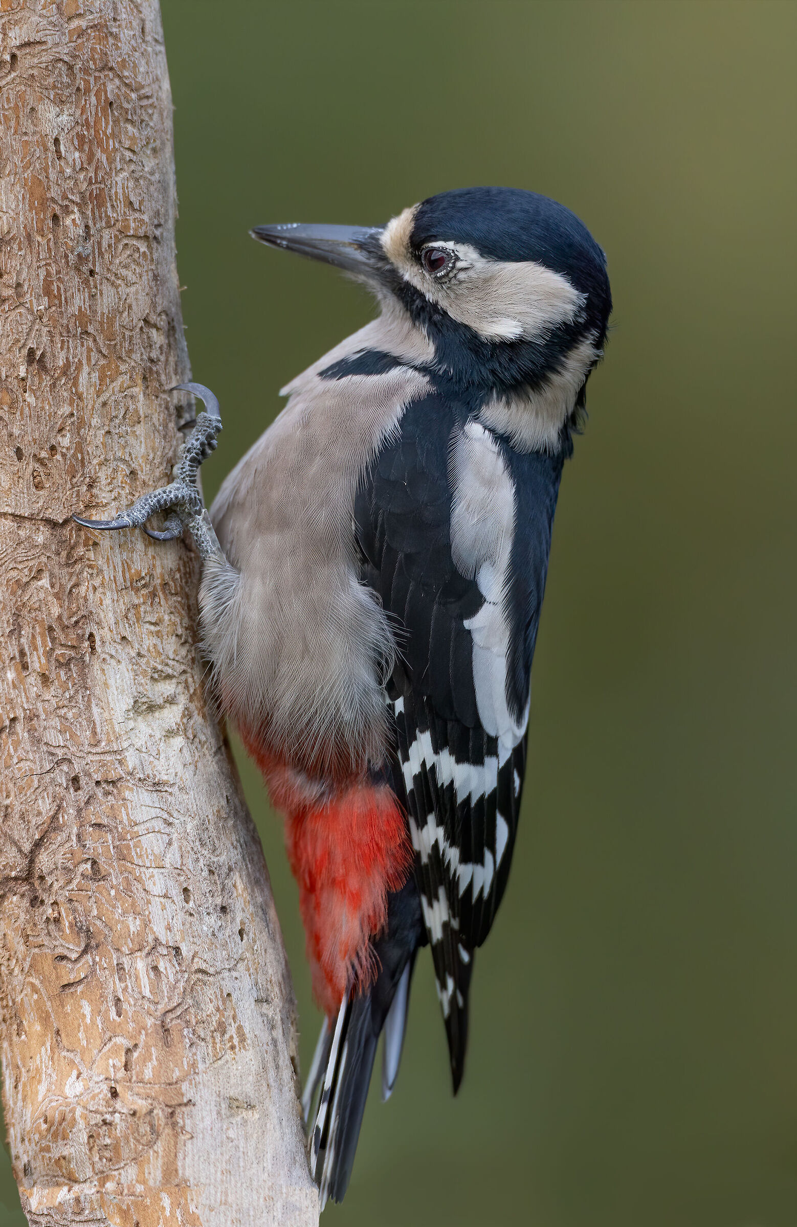 Picchio rosso maggiore &female;
