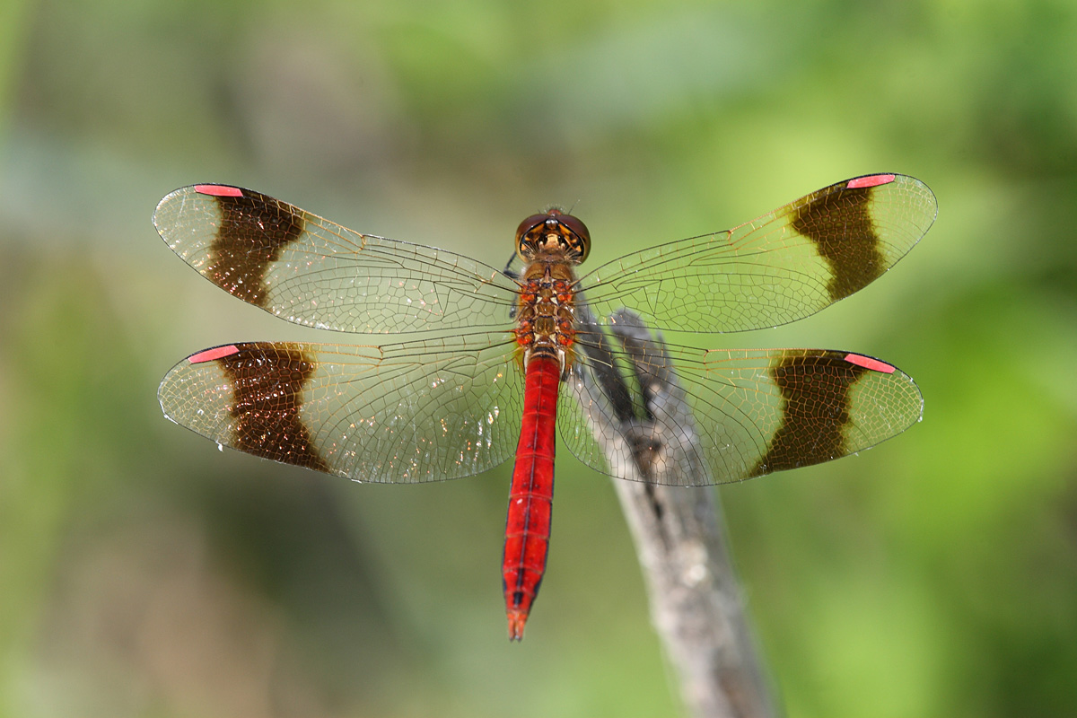 Pedemontanum male Sympetrum