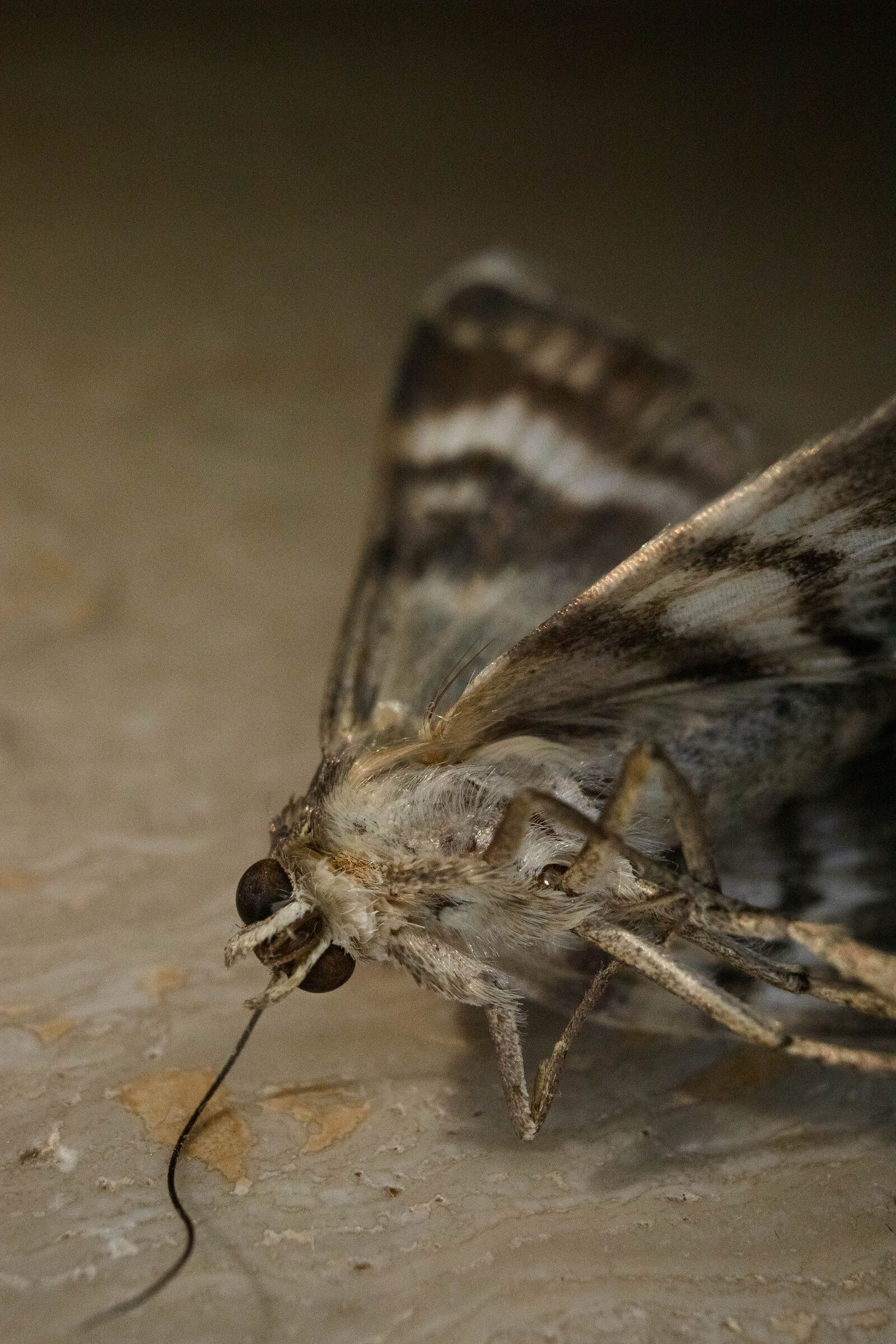 Requiem for a moth - 1