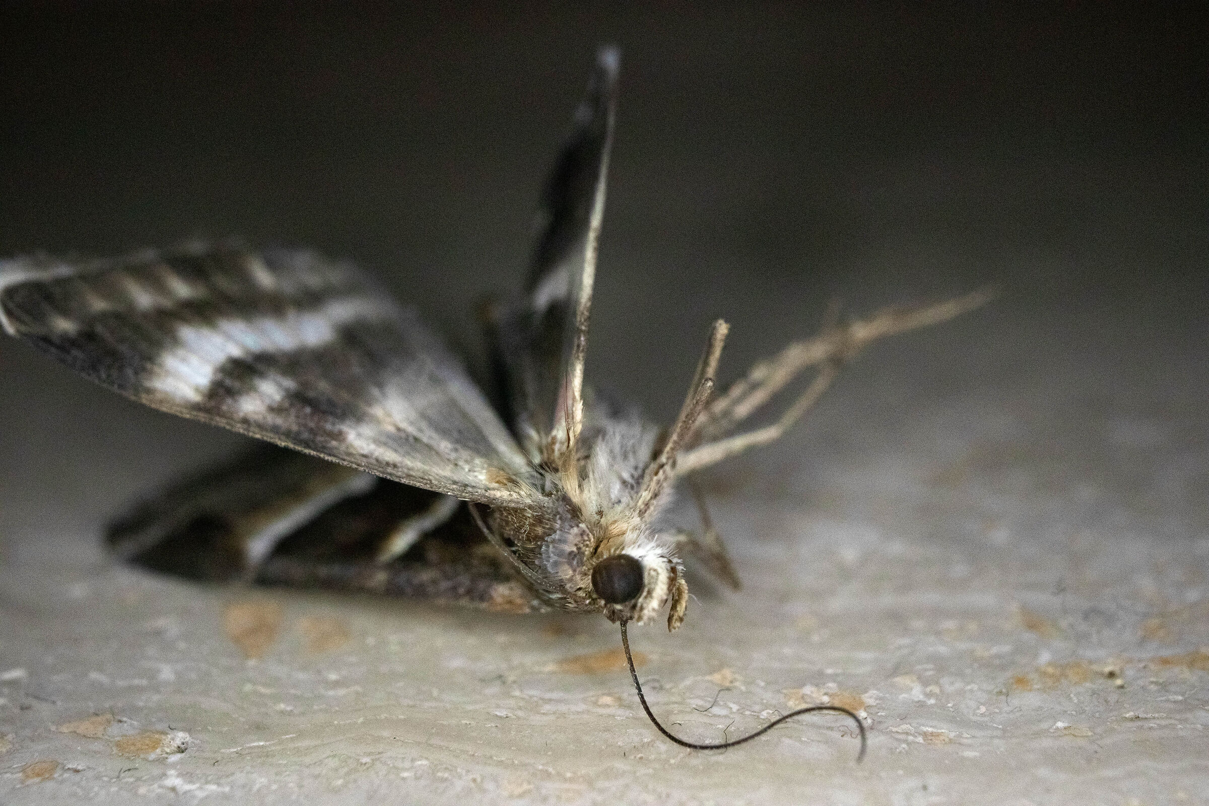 Requiem for a moth - 2