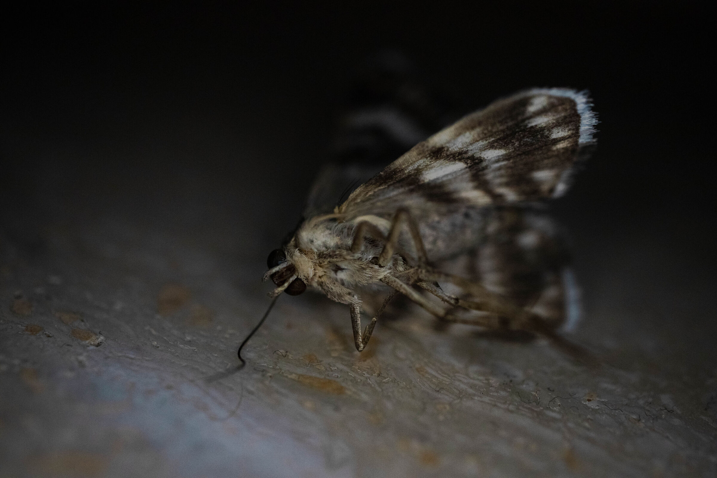 Requiem for a moth - 3