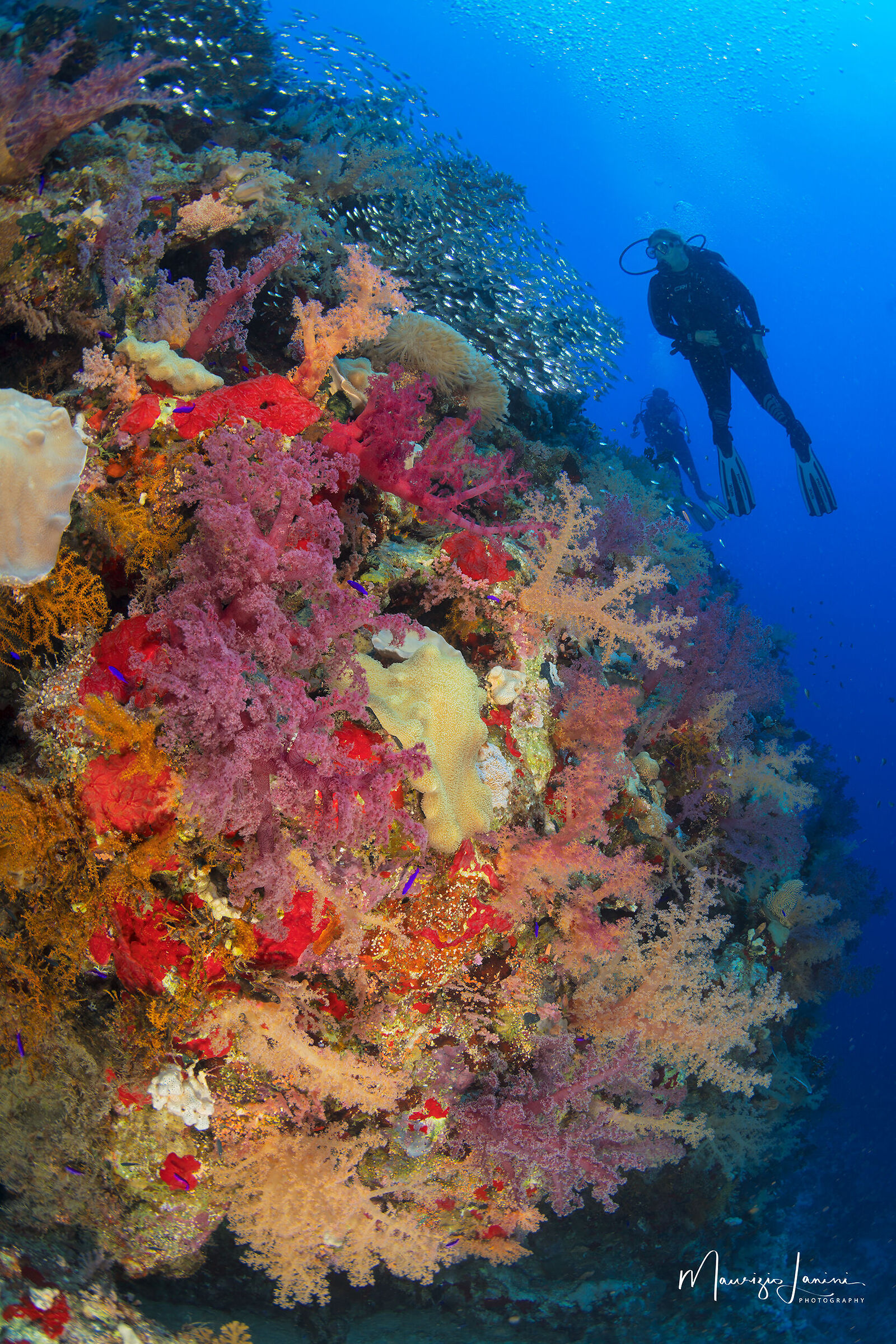 I colori del reef