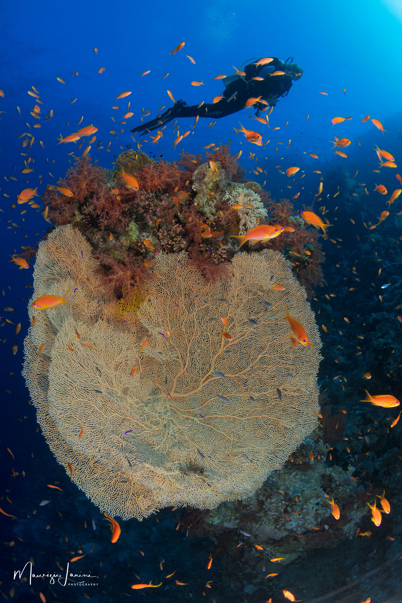 La bellezza del Reef