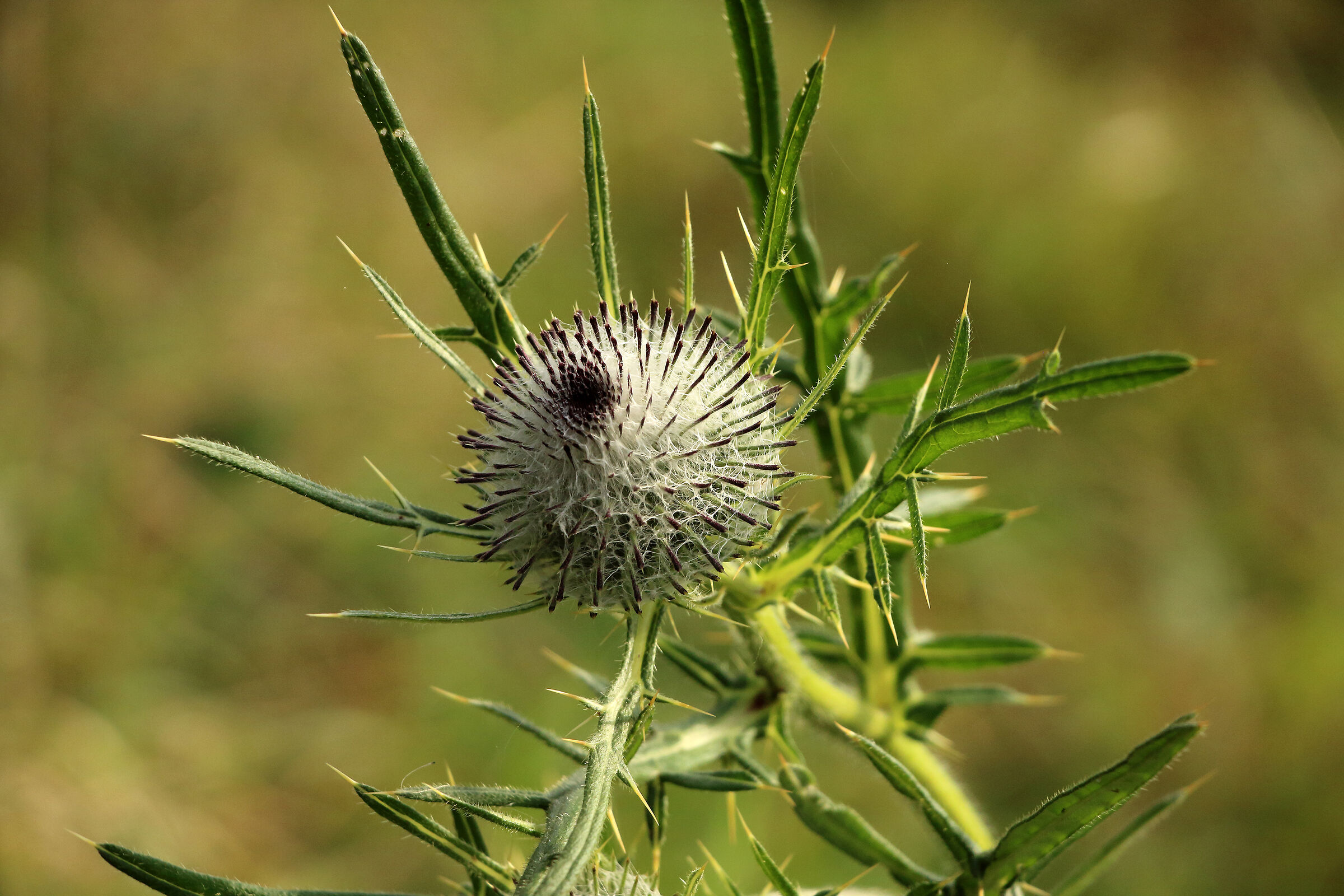 a kind of thistle