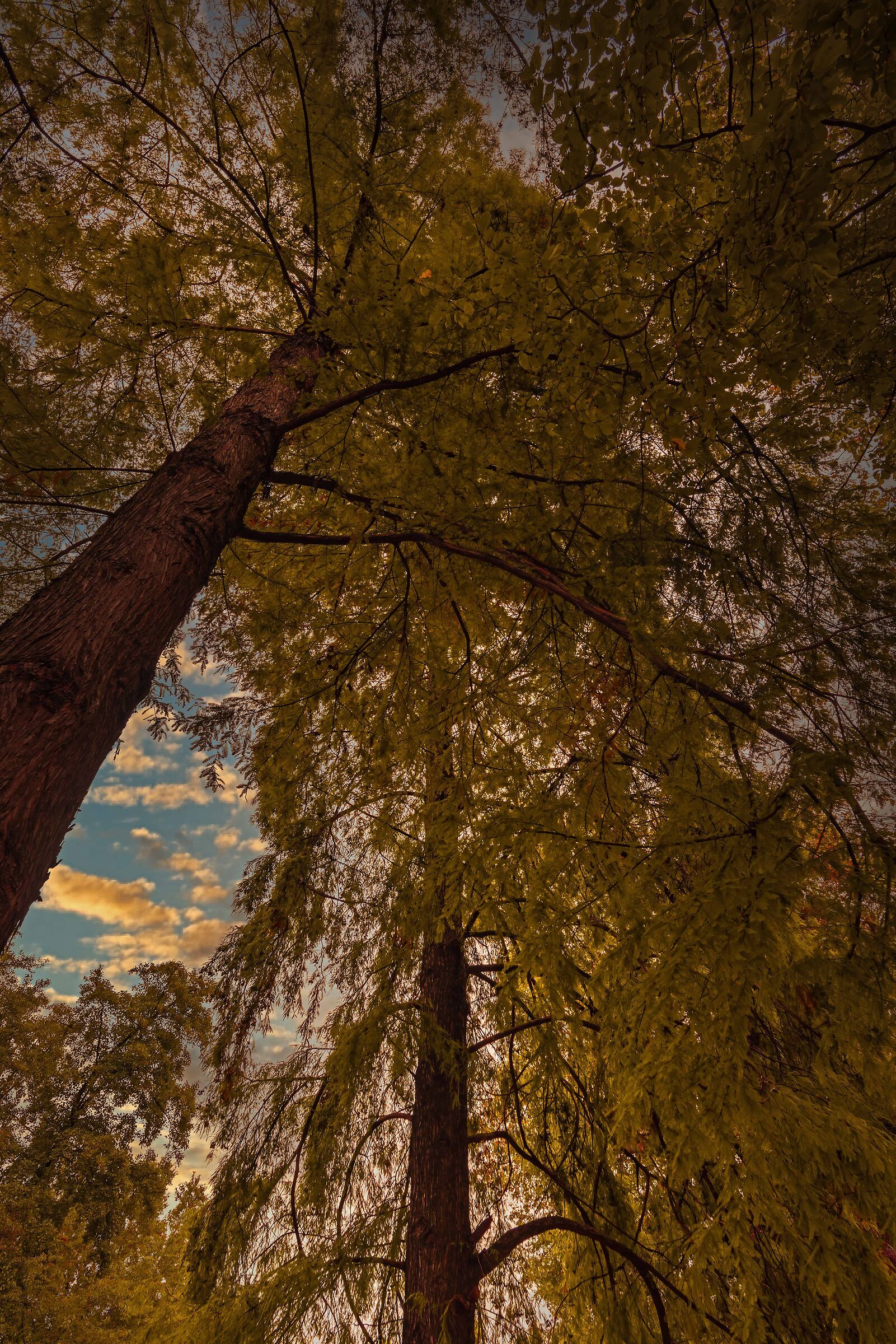 The sky