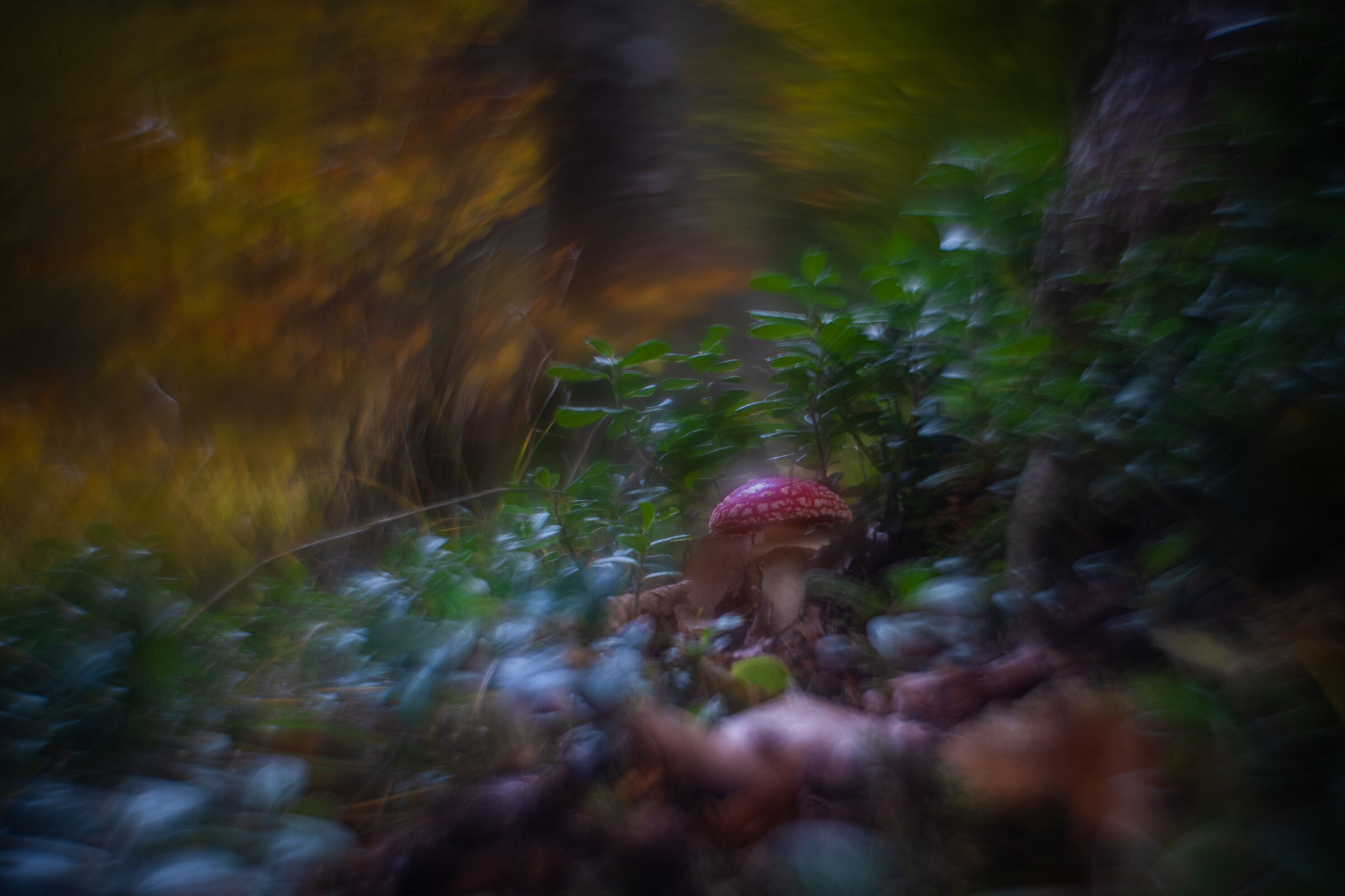 Amanita muscaria