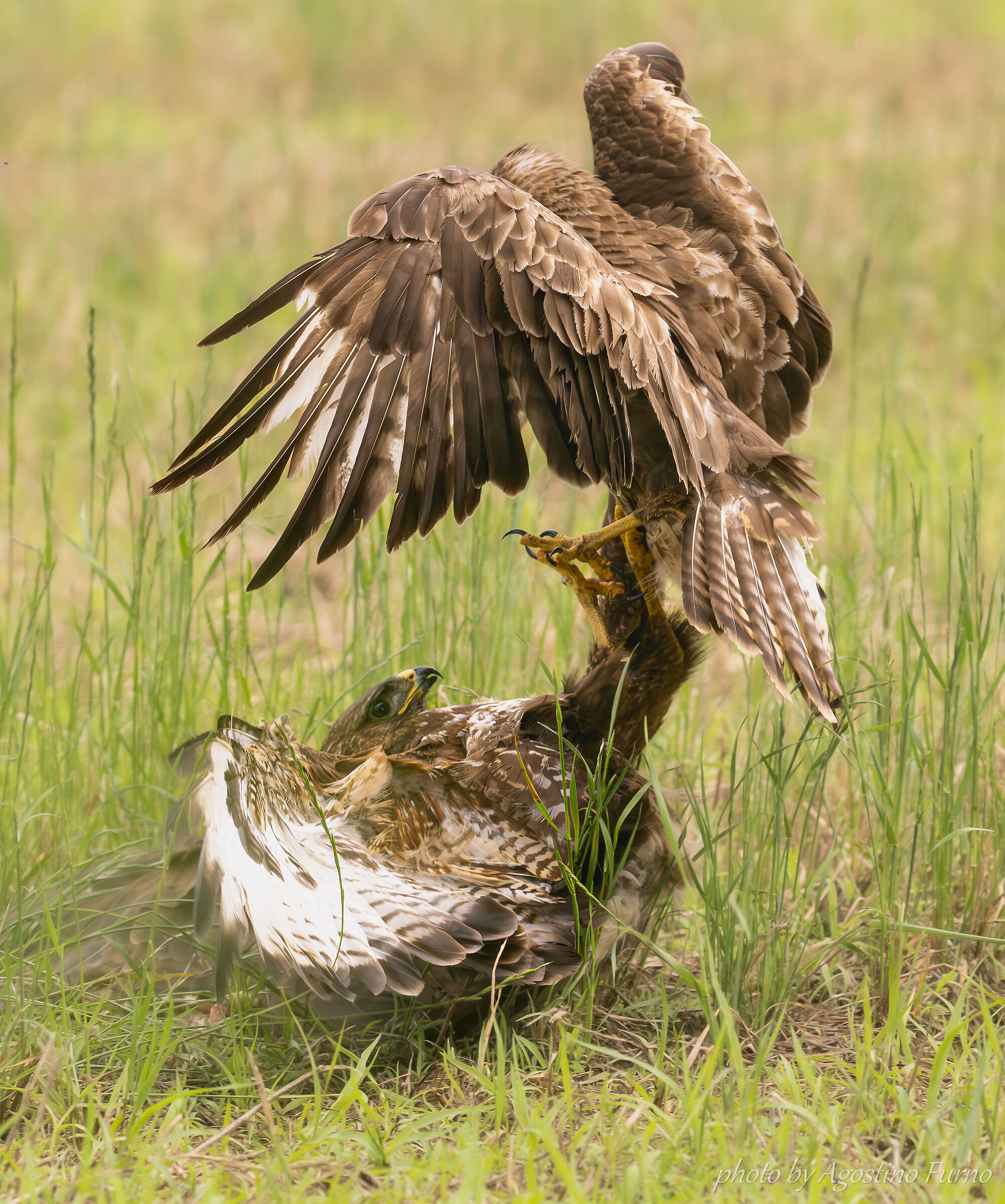 Quarrelsome buzzards
