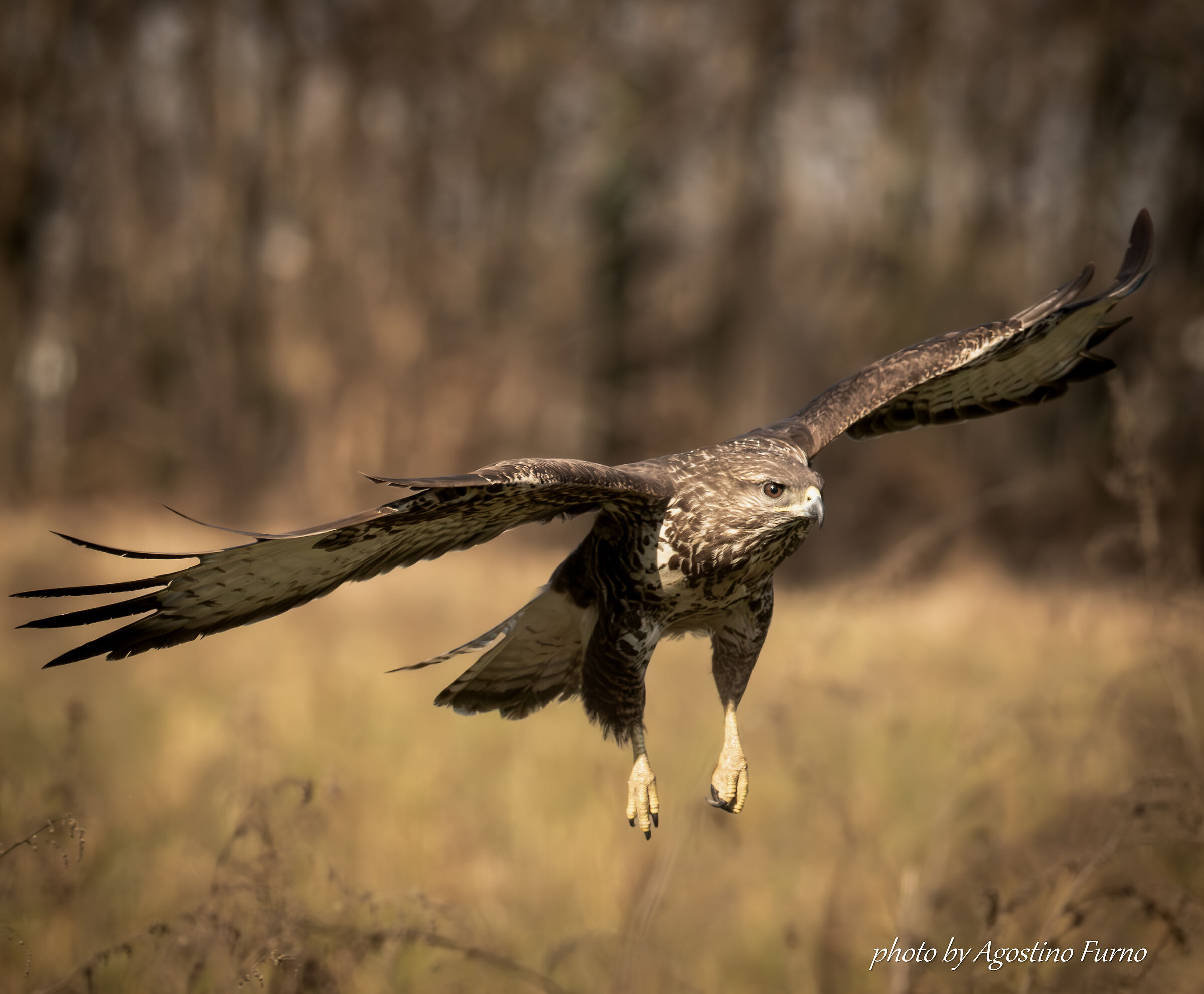 Buzzard on the way