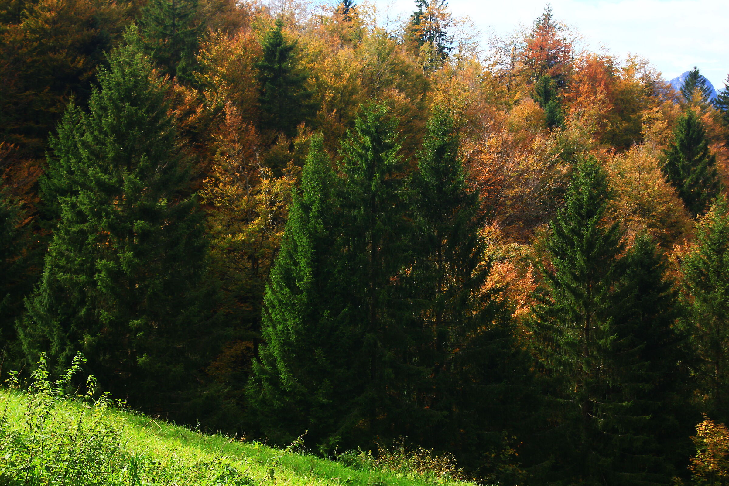 Contrast between pines and beeches