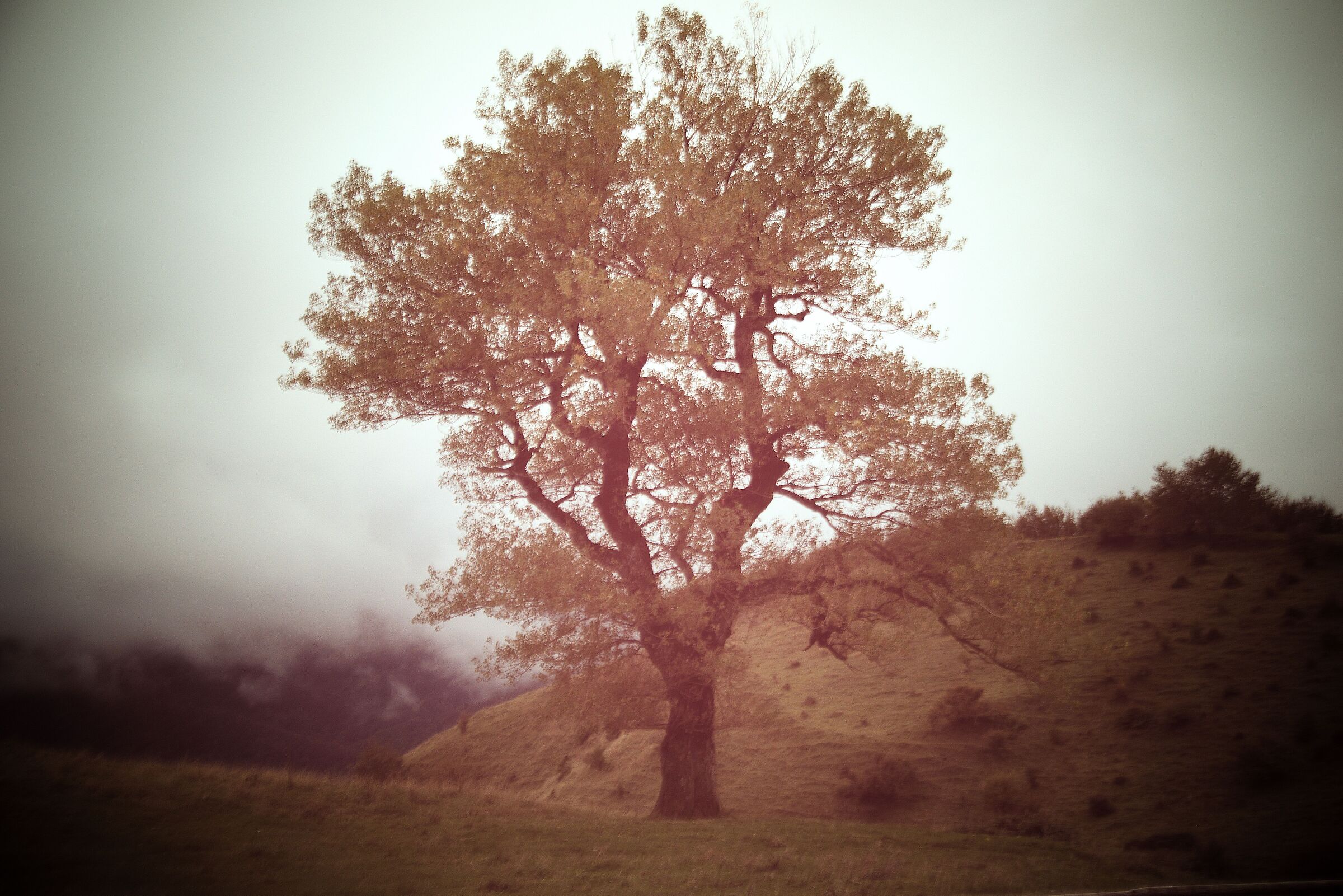 Tree in the Mist
