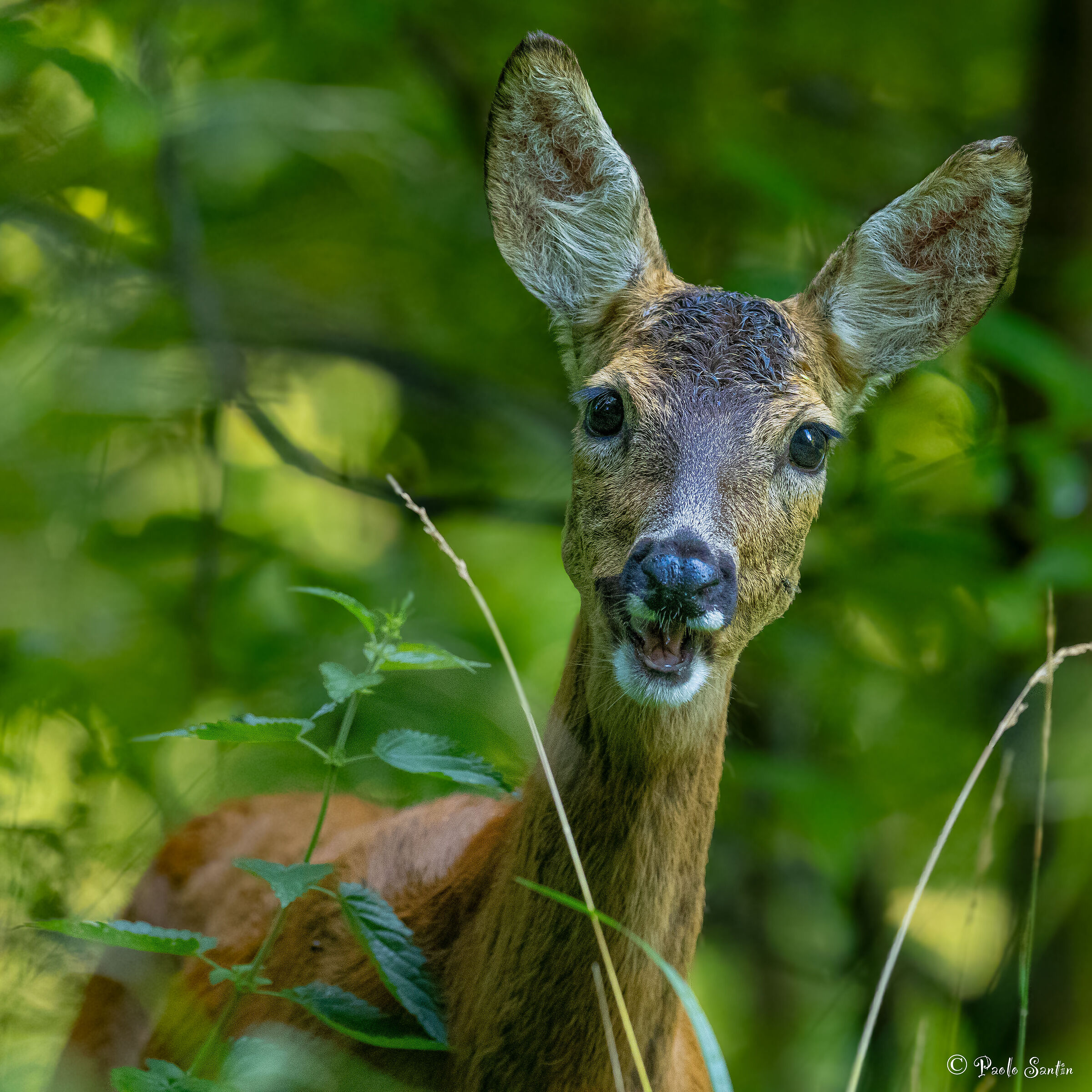 Female roe deer in summer