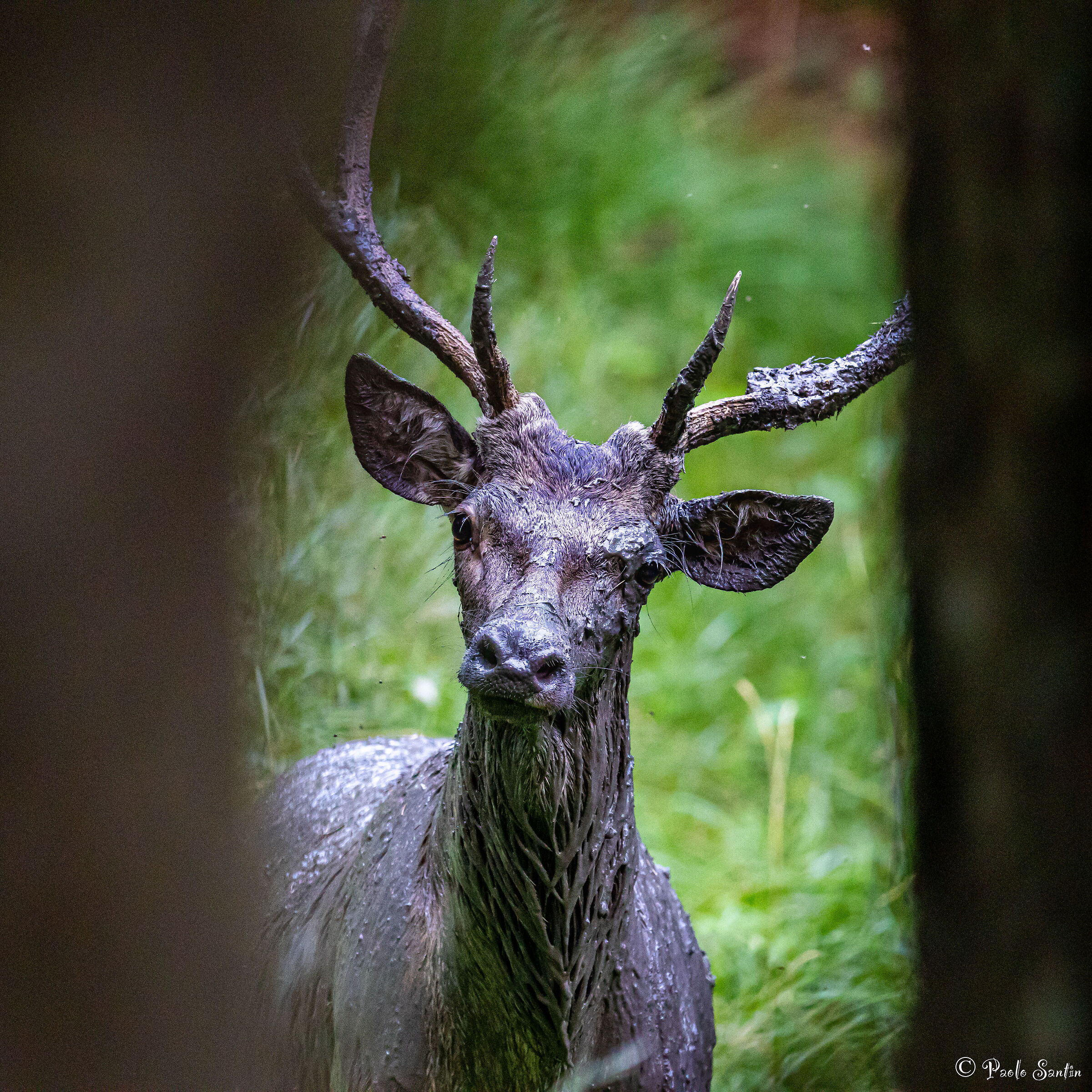 Muddy red deer