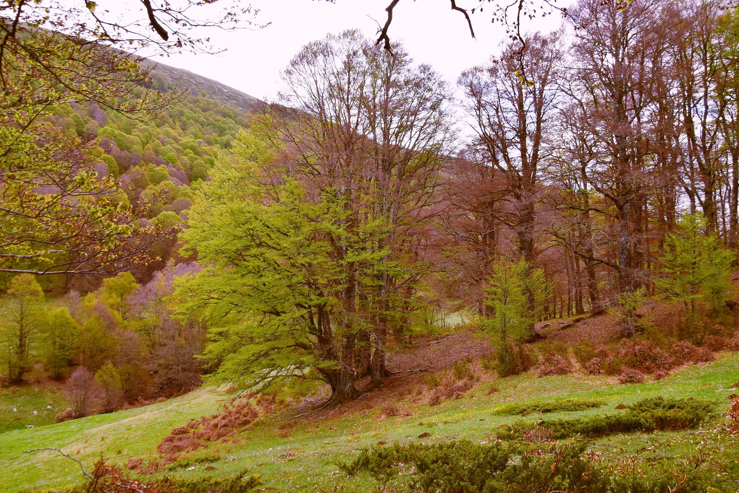 Trees