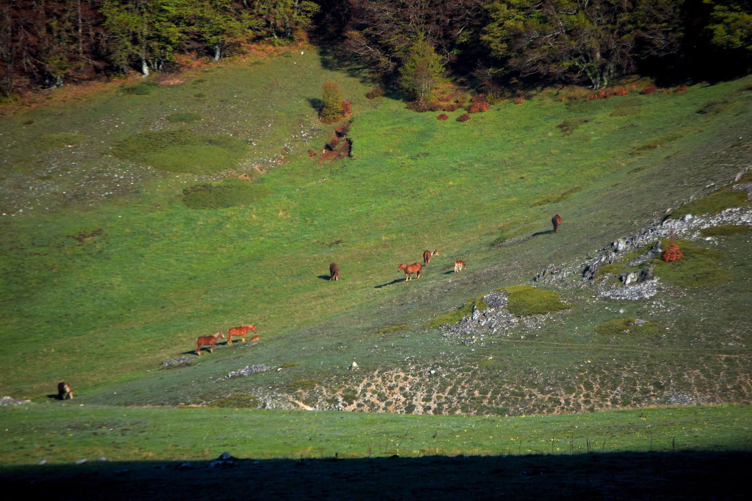 Cavalli sulla Piana di Terraegna