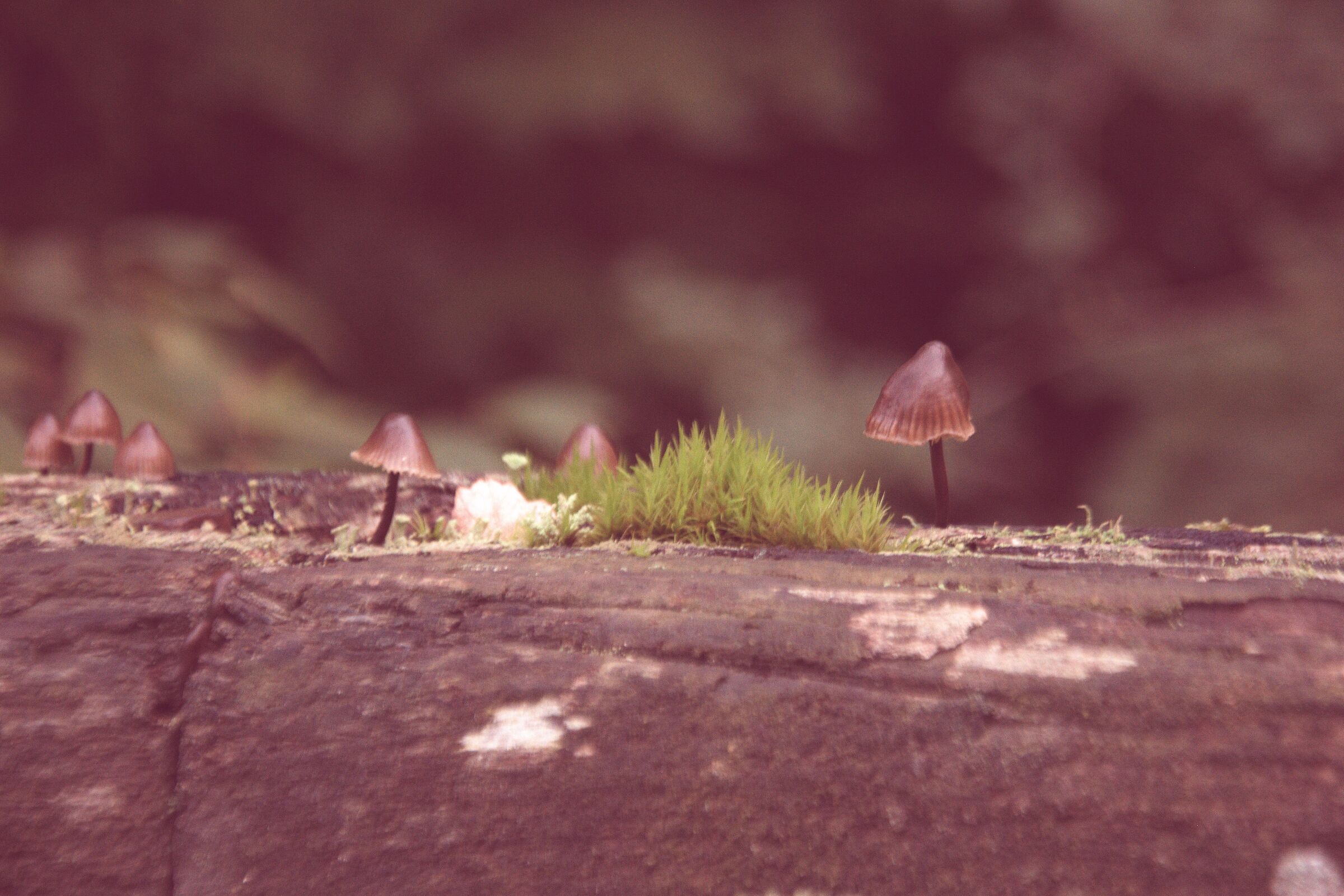 Casentino Mushrooms