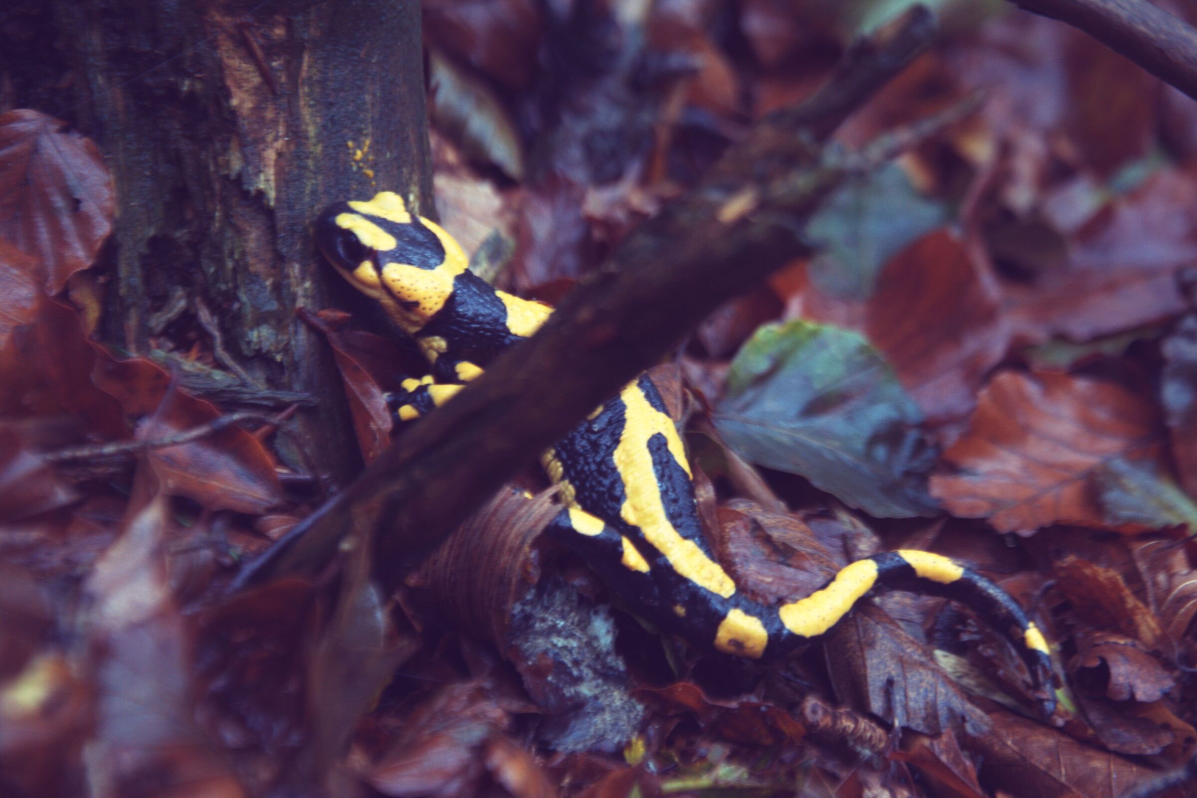 Salamander