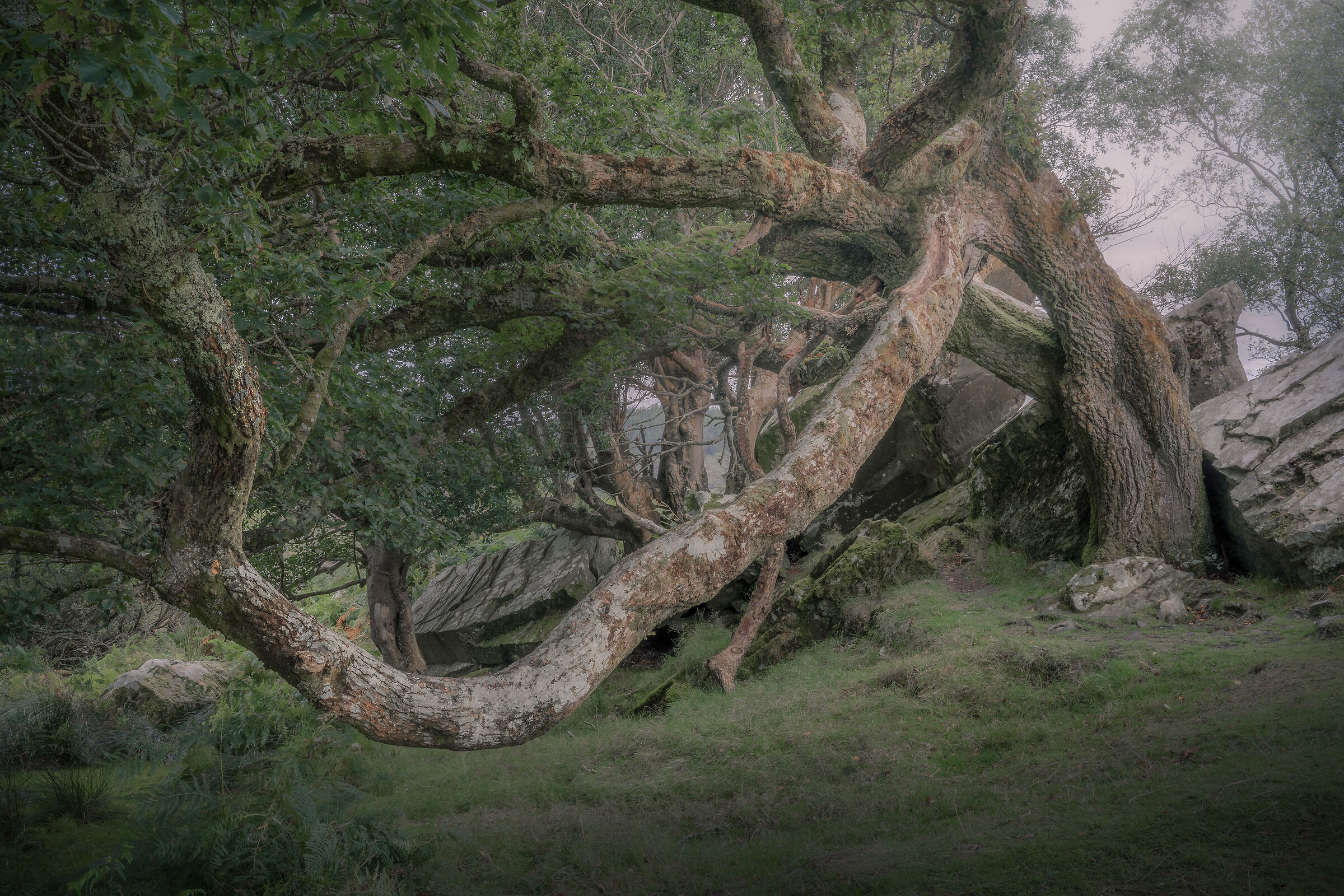 Celtic Forest
