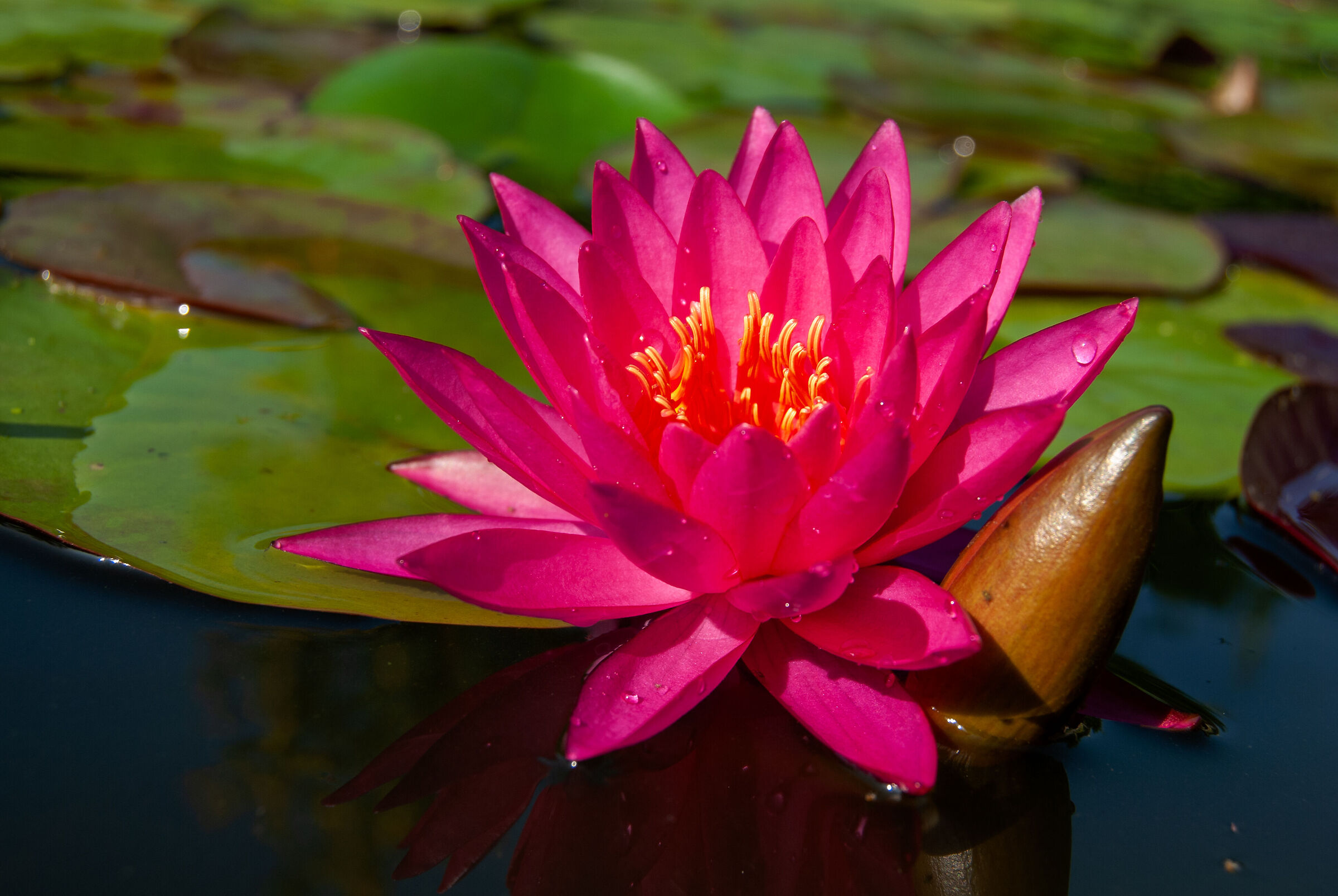 Ninfea rustica "Mayla".