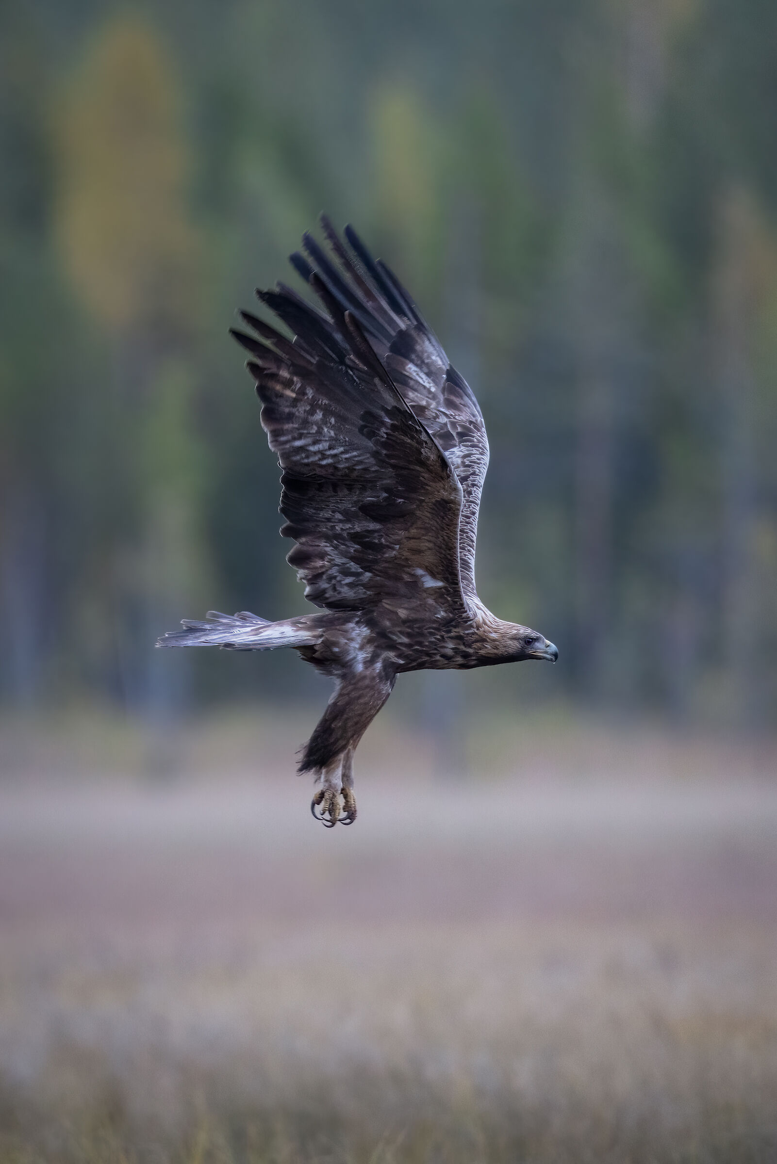 Golden eagle