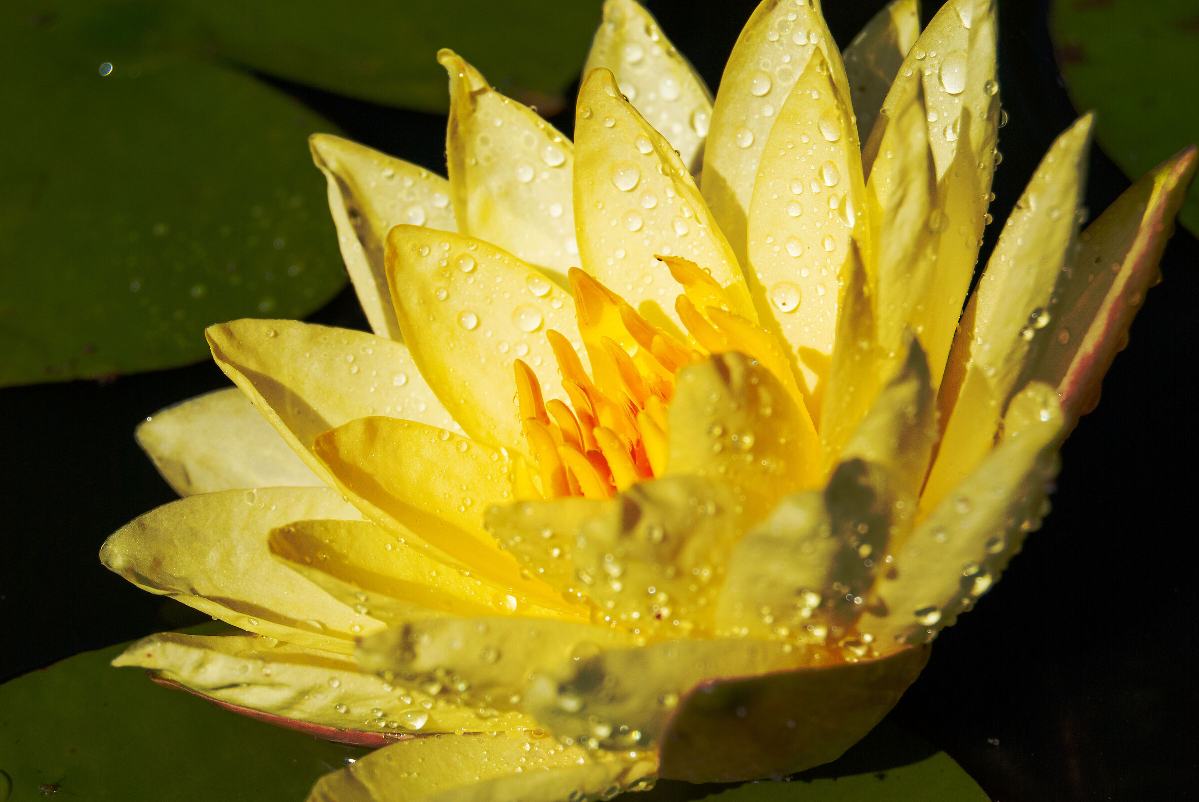 Ninfea Rustica "Joey Tomocik"