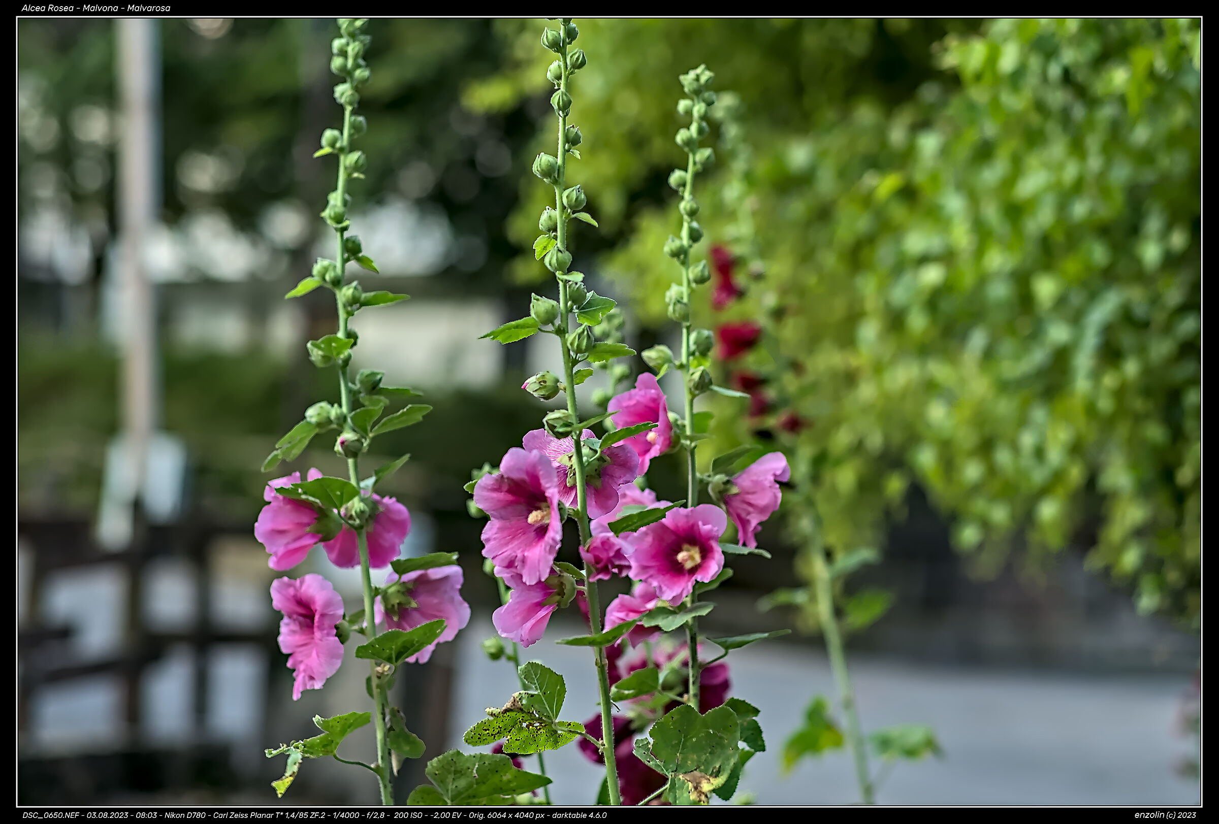 Alcea Rosea