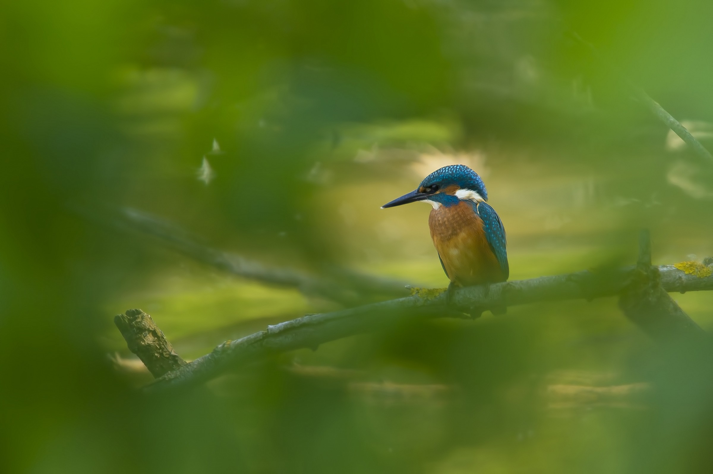 Dreaming of the kingfisher.