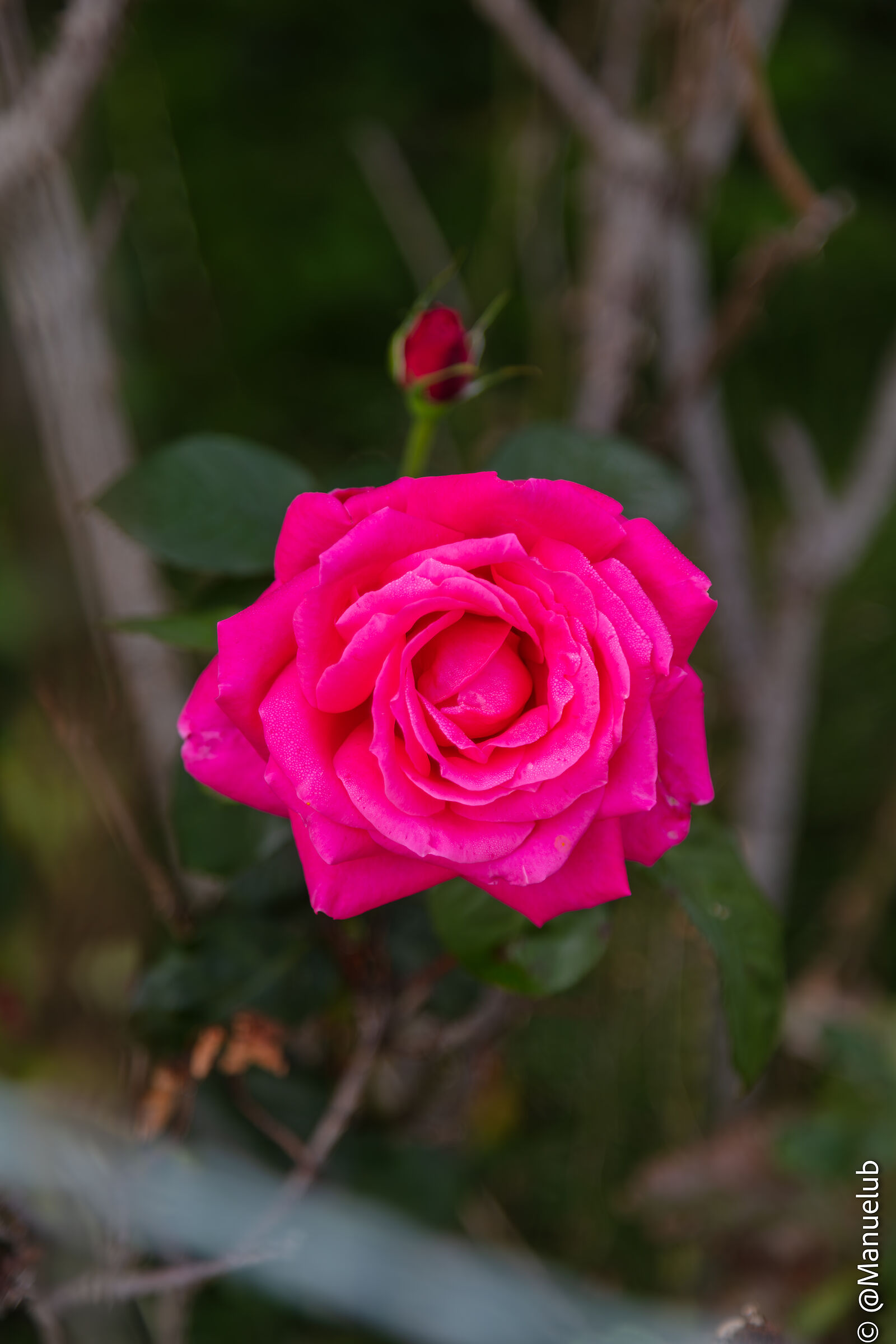 The Rose