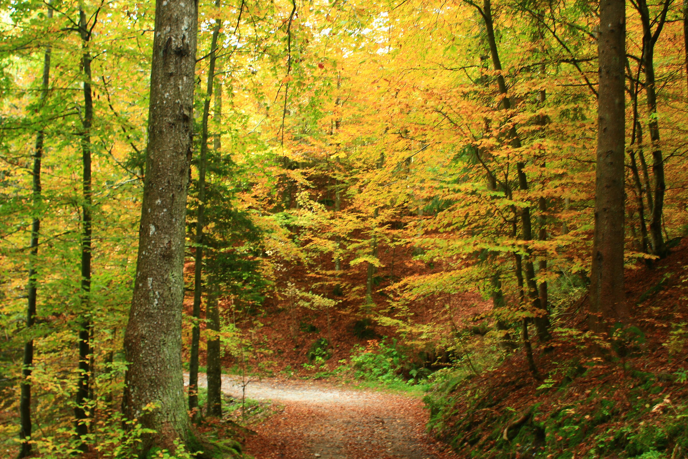 The forest is colored