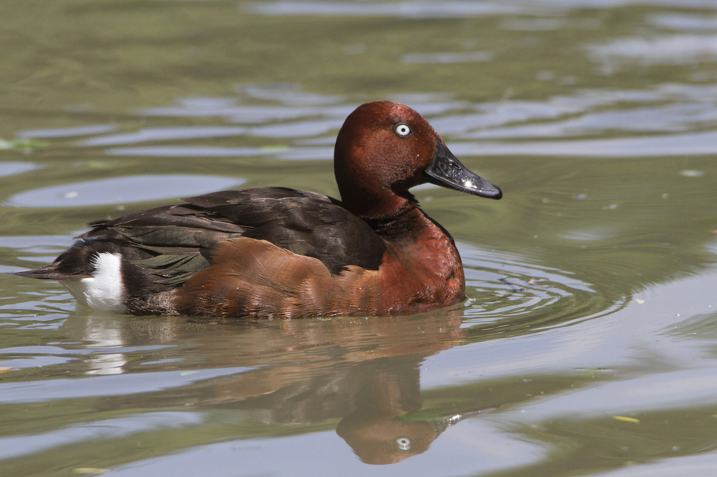 Ferruginous duck