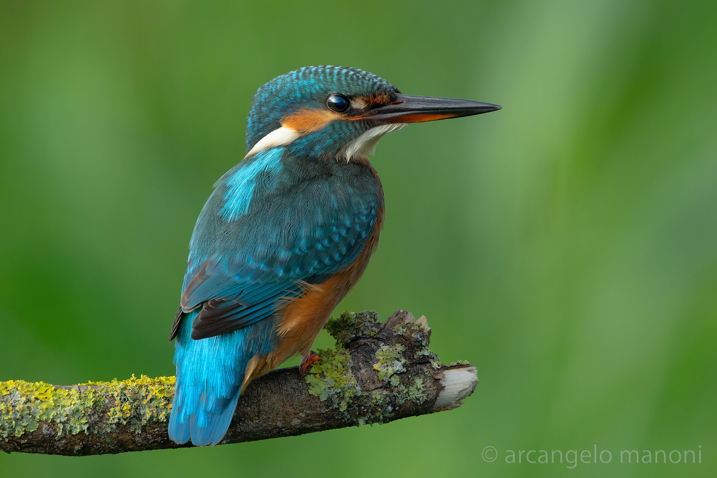 Alcedo atthis