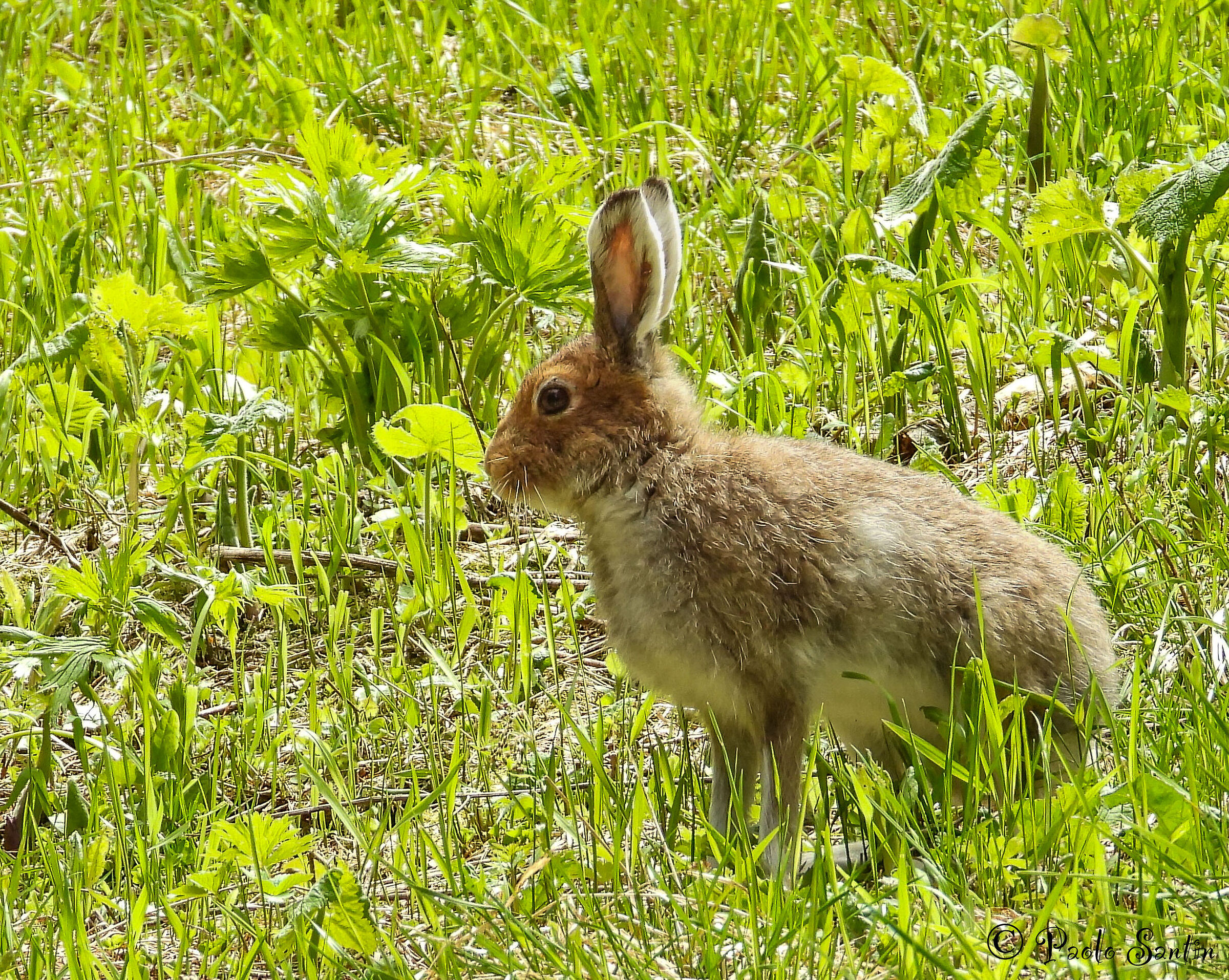 Variable hare in June