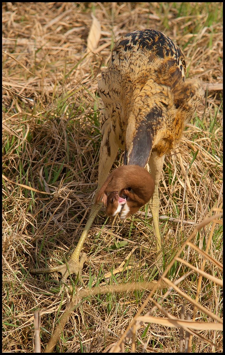 tarabuso con donnola