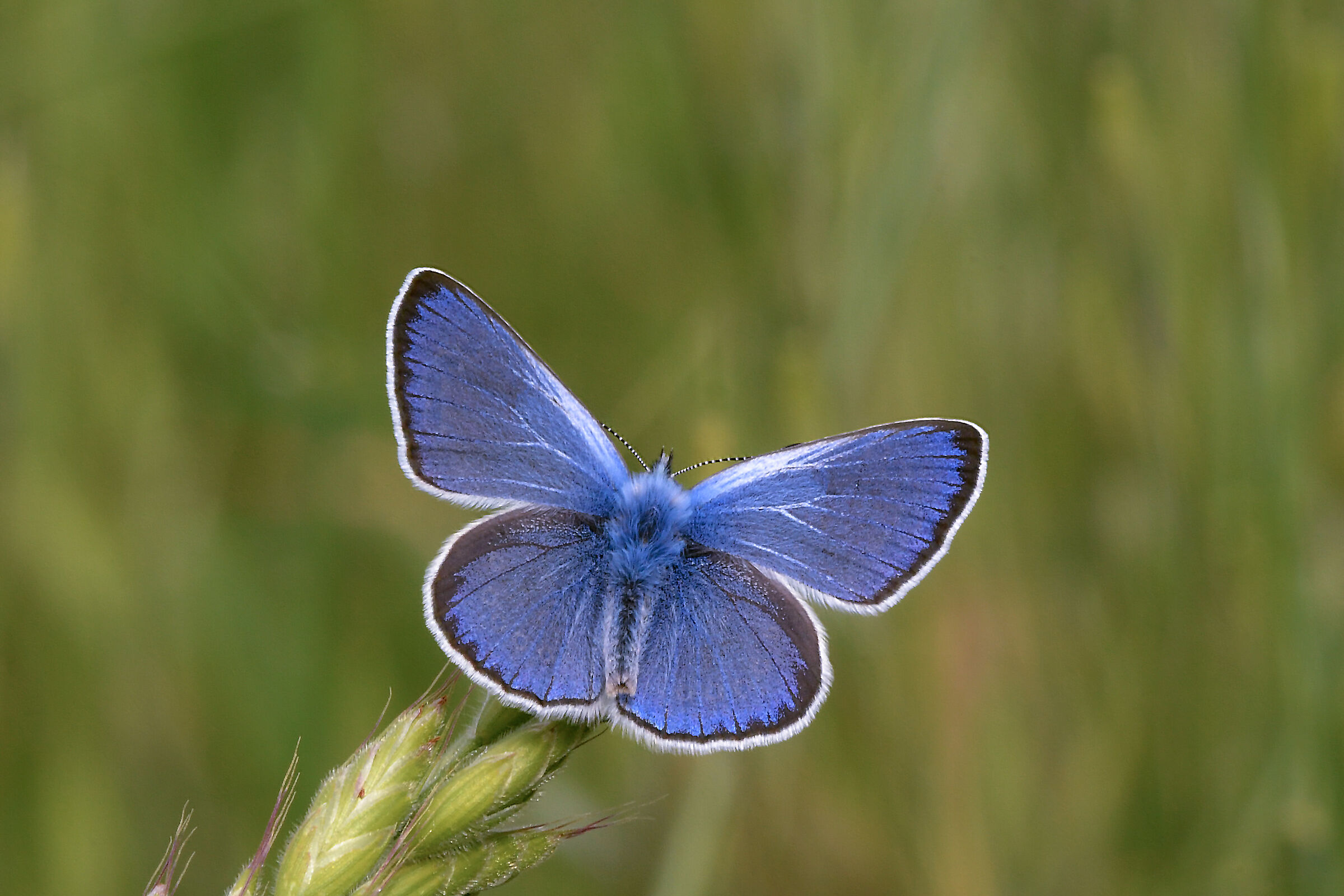 Glaucopsyche (Glaucopsyche) alexis (Poda, 1761)