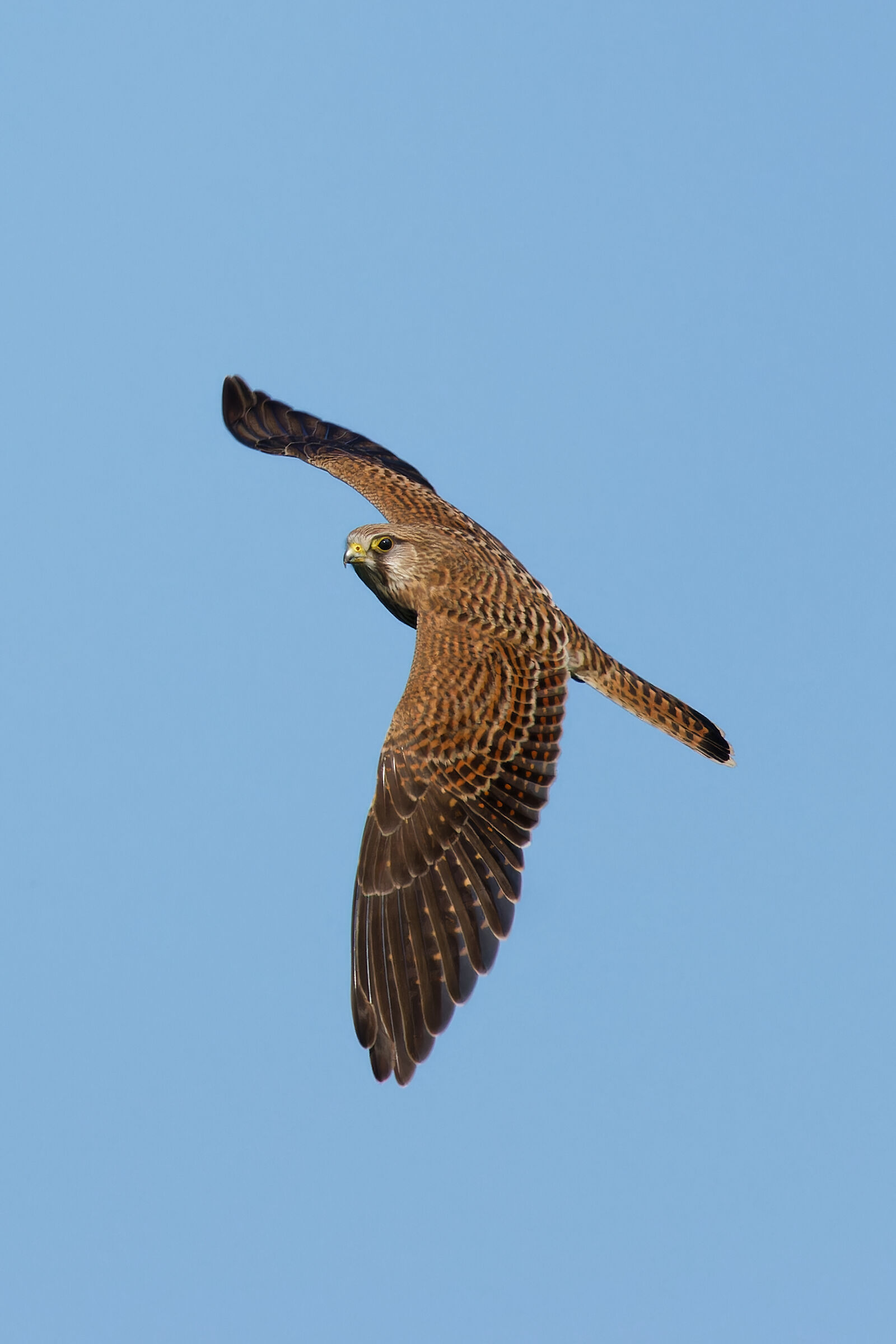 La virata del Gheppio