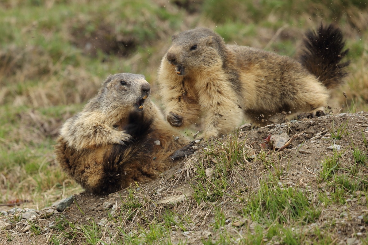 Fight between marmots