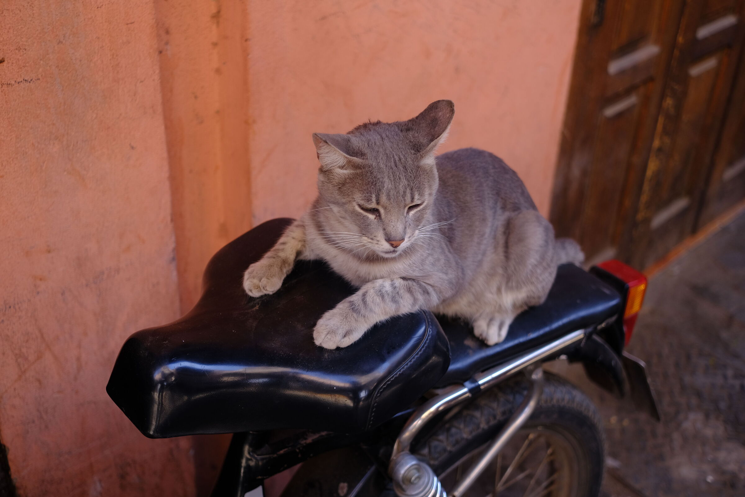 Motogatto