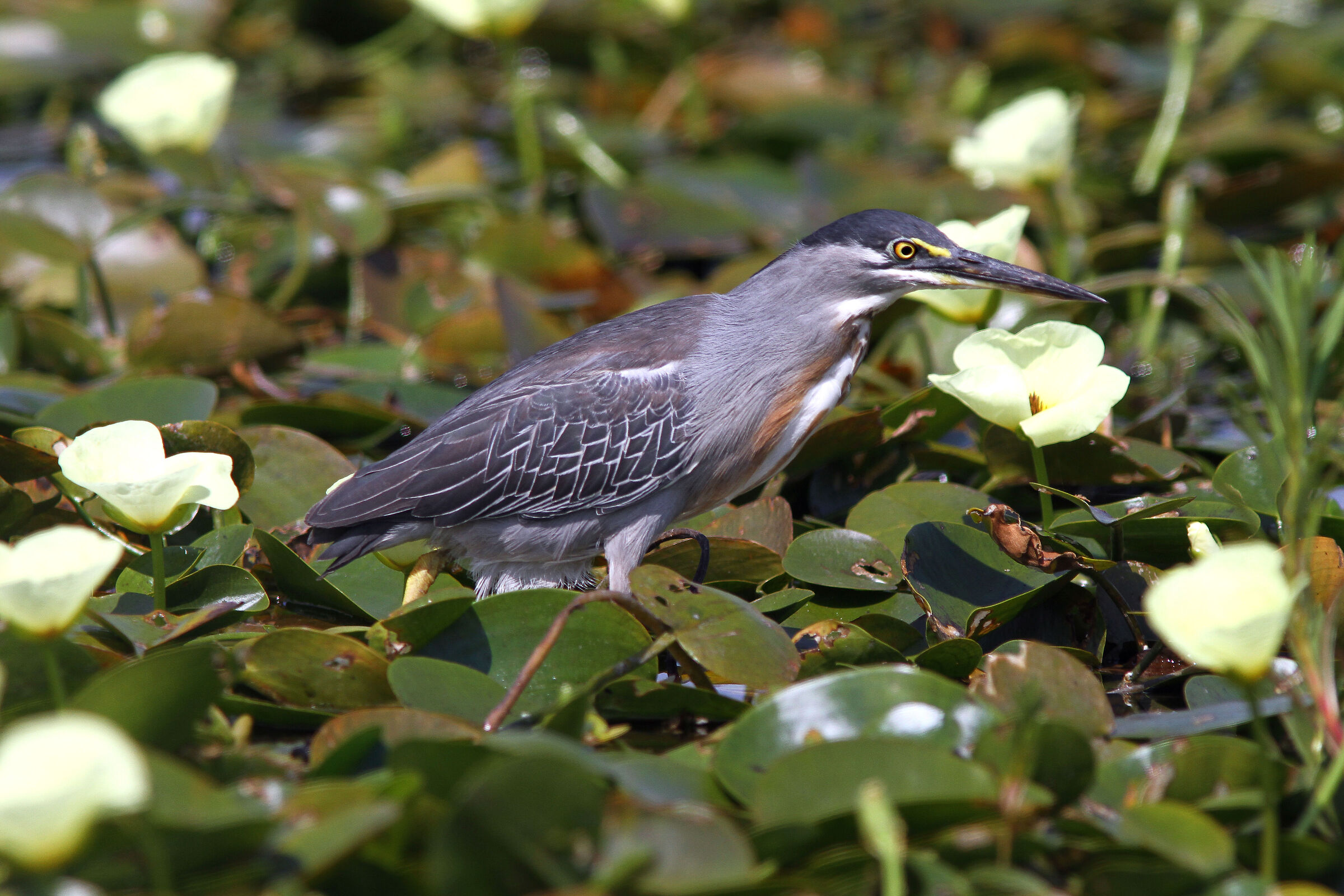 Striated Heron (Airone Striato) Argentina