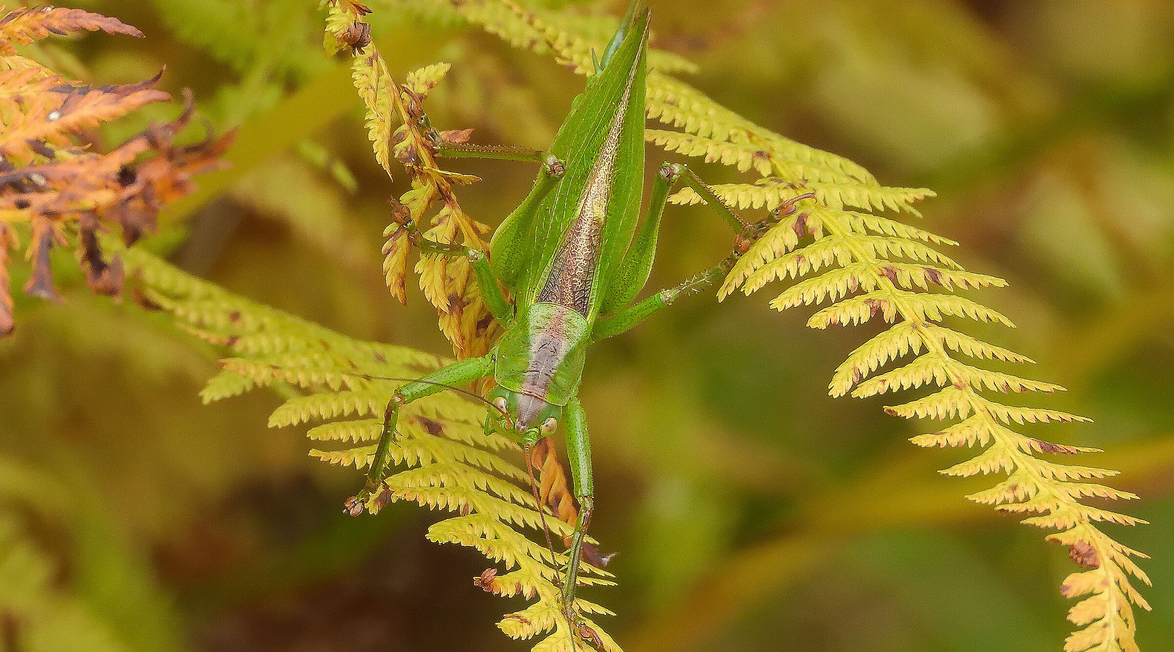 Tettigonia Veridissima...