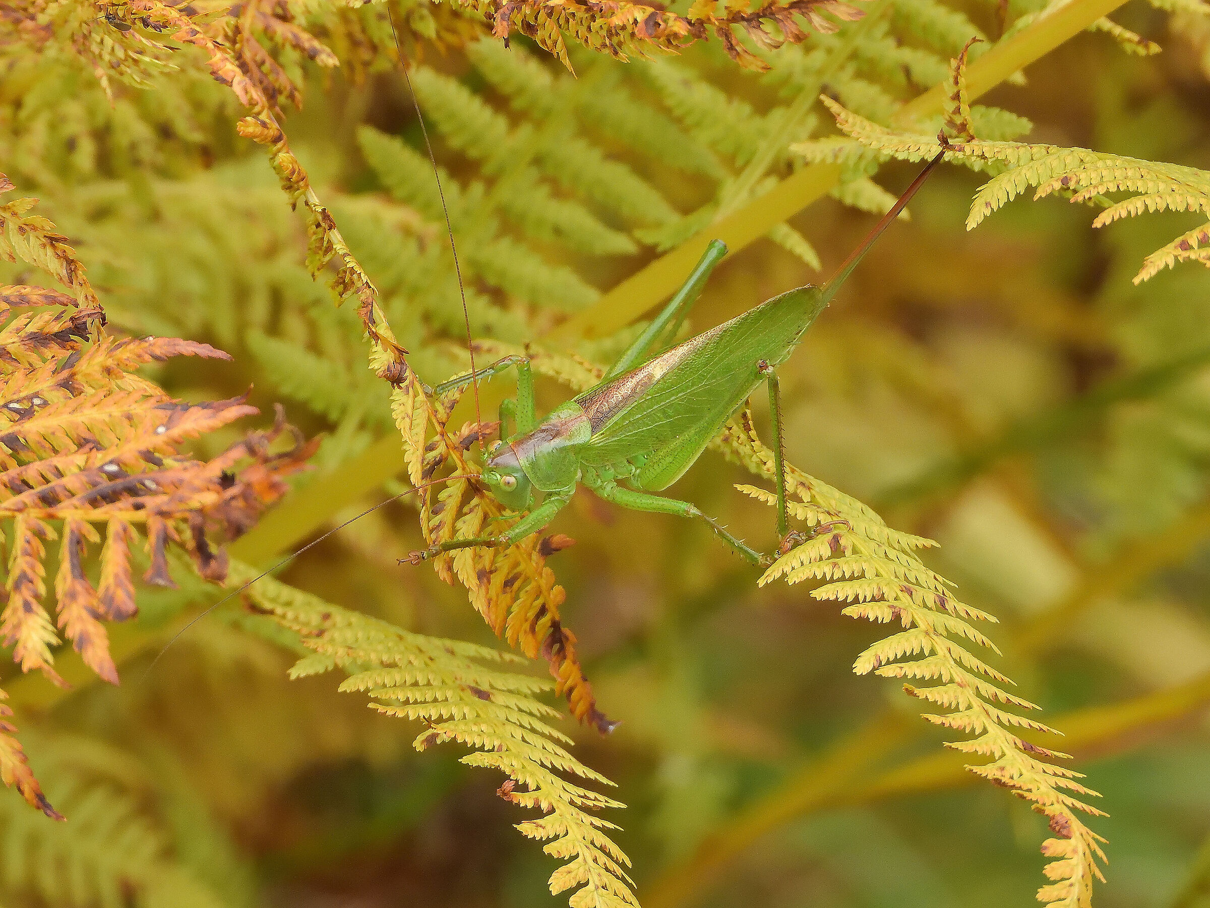 Tettigonia Veridissima...