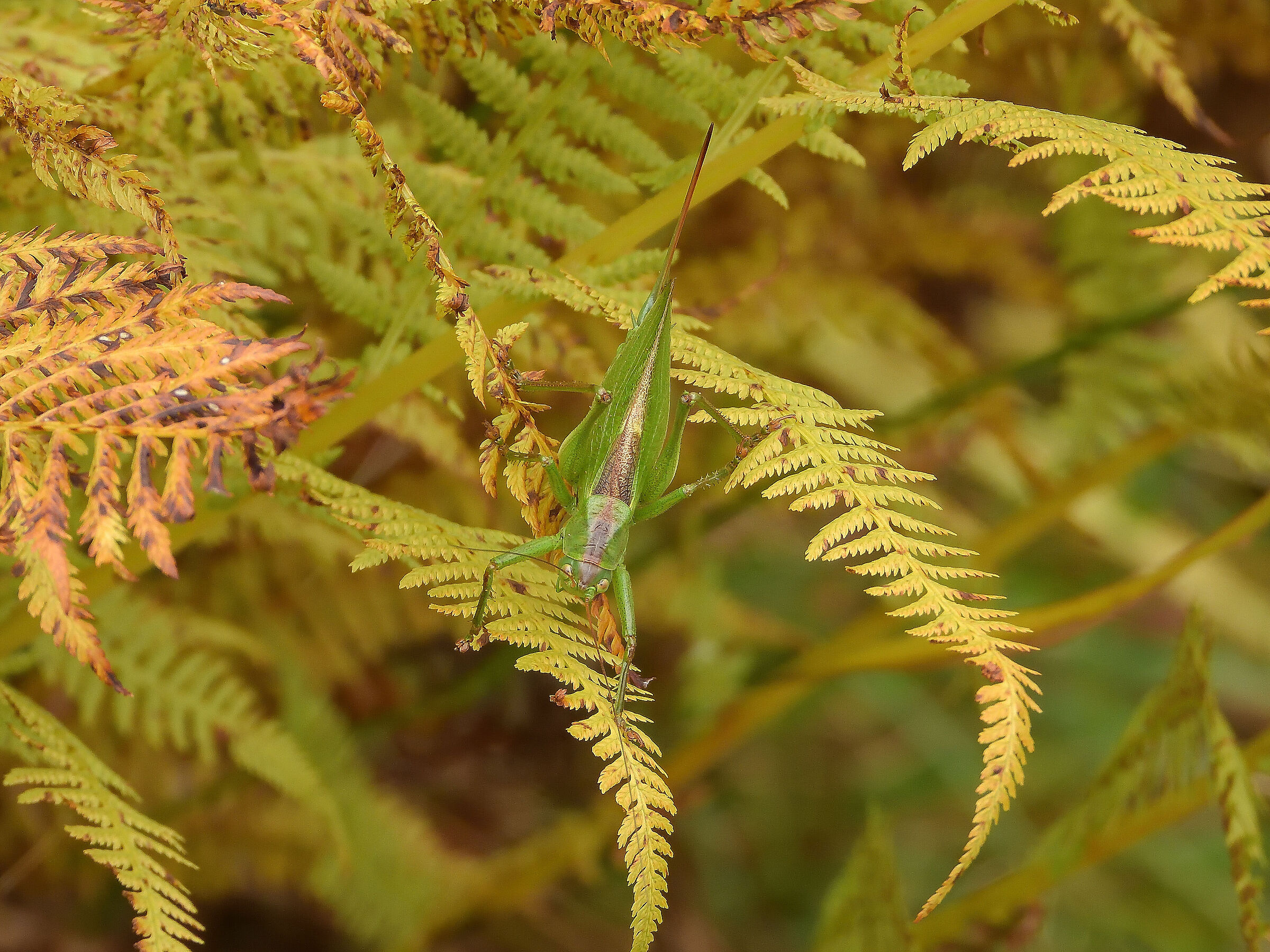 Tettigonia Veridissima...