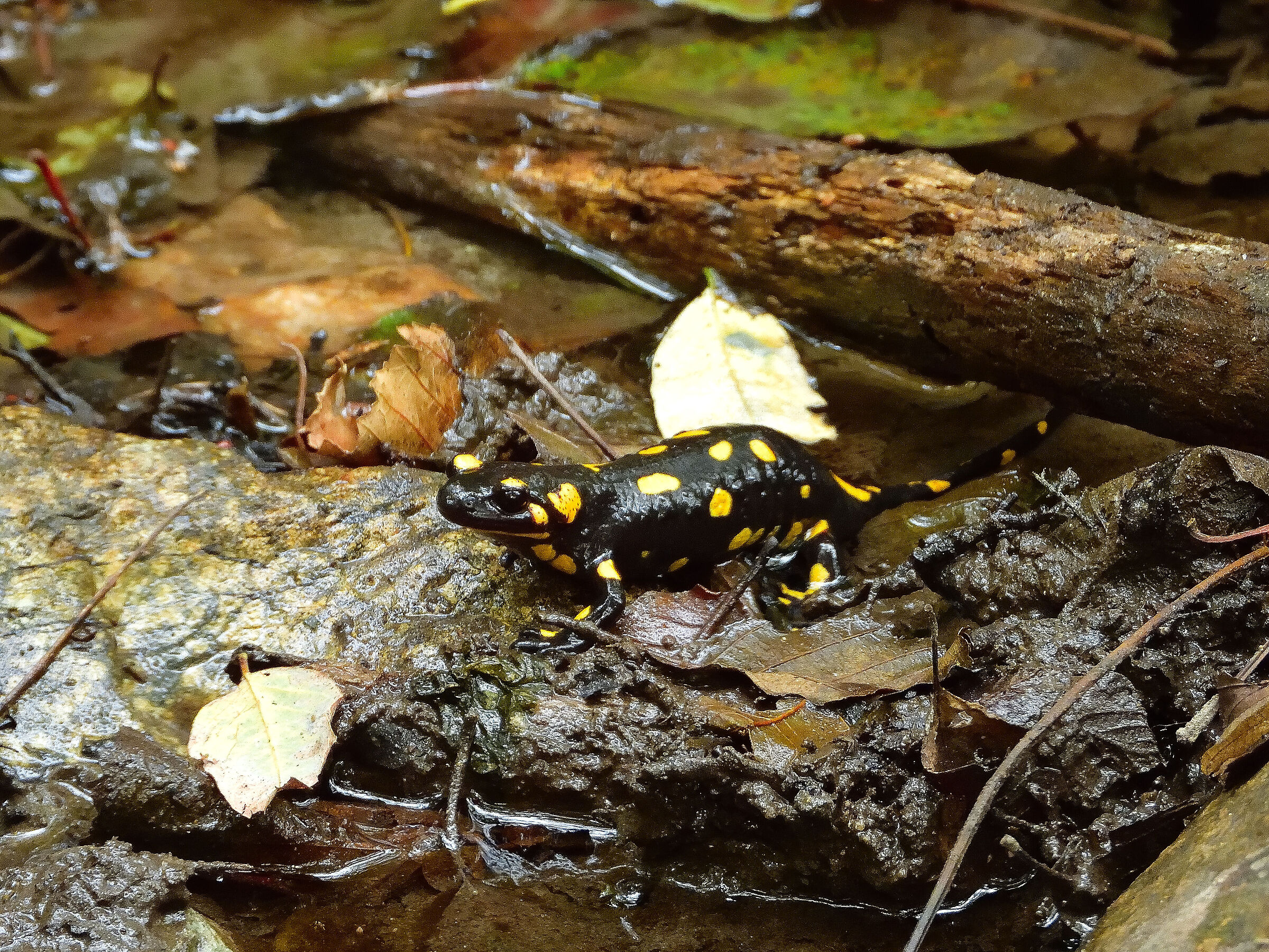 The pleasure of seeing her again....