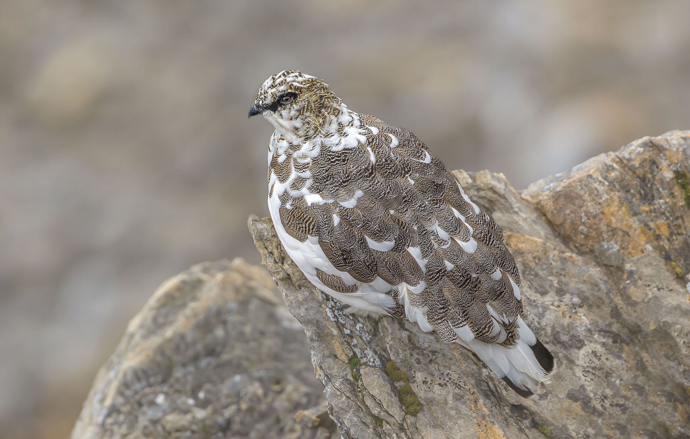pernice bianca dalle piume d'oro