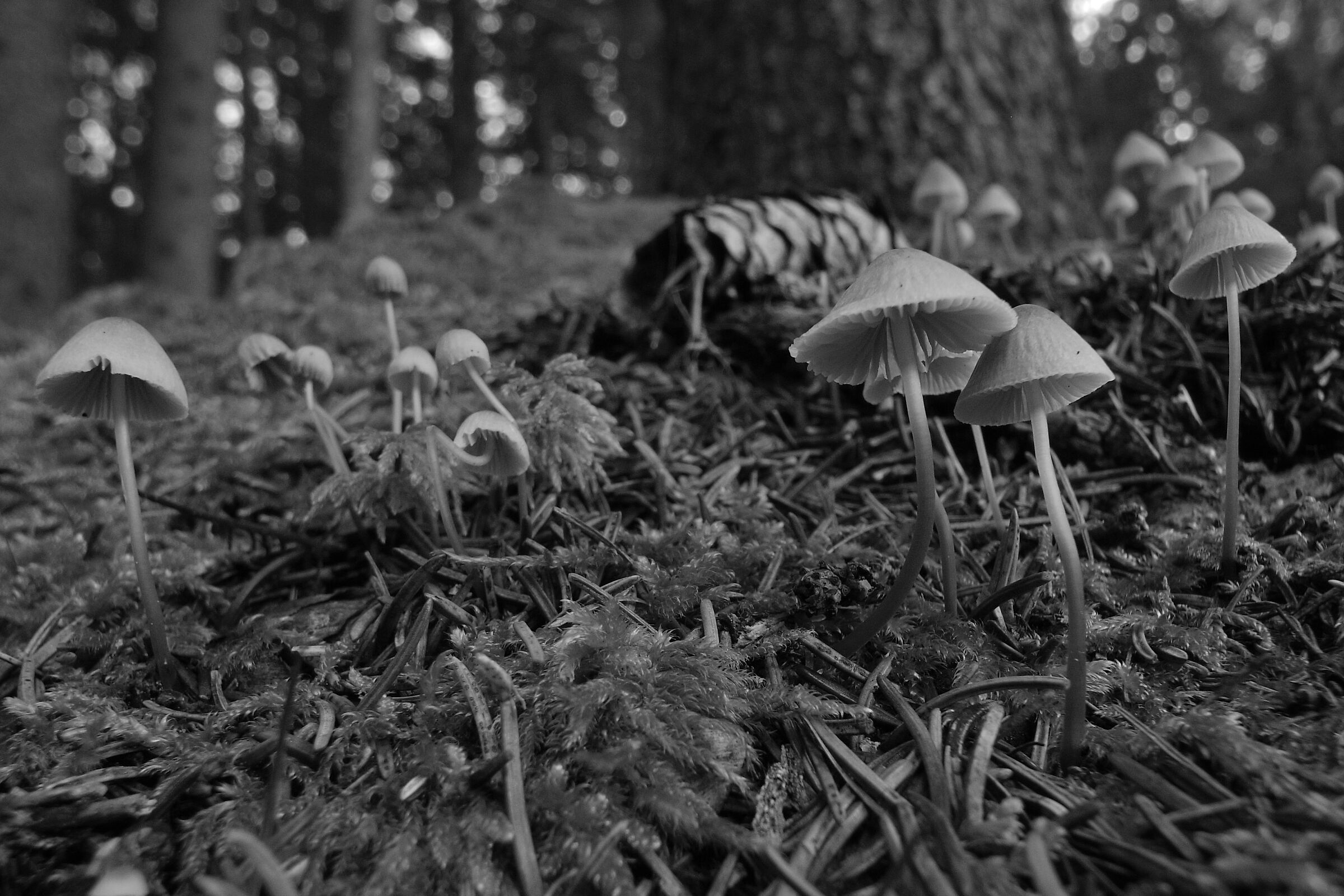 Fungi