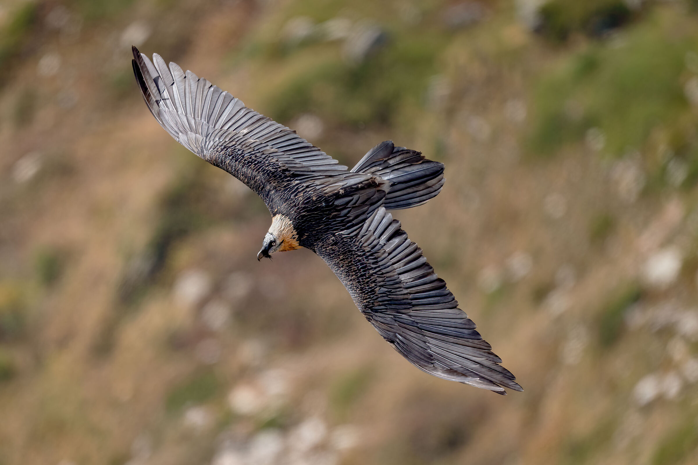 Gypaetus barbatus - Gran Paradiso National Park
