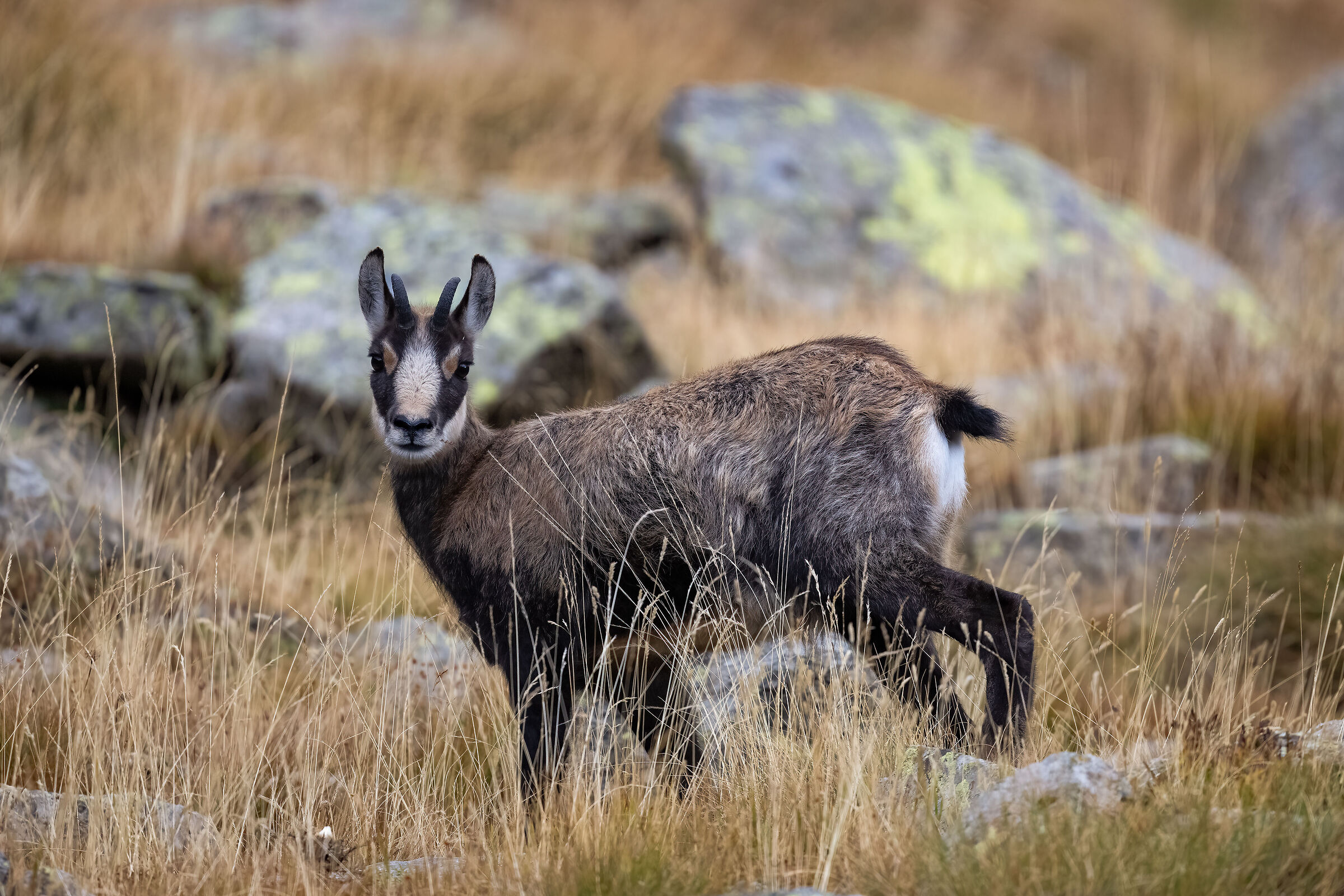 Camoscio - Parco Nazionale del Gran Paradiso