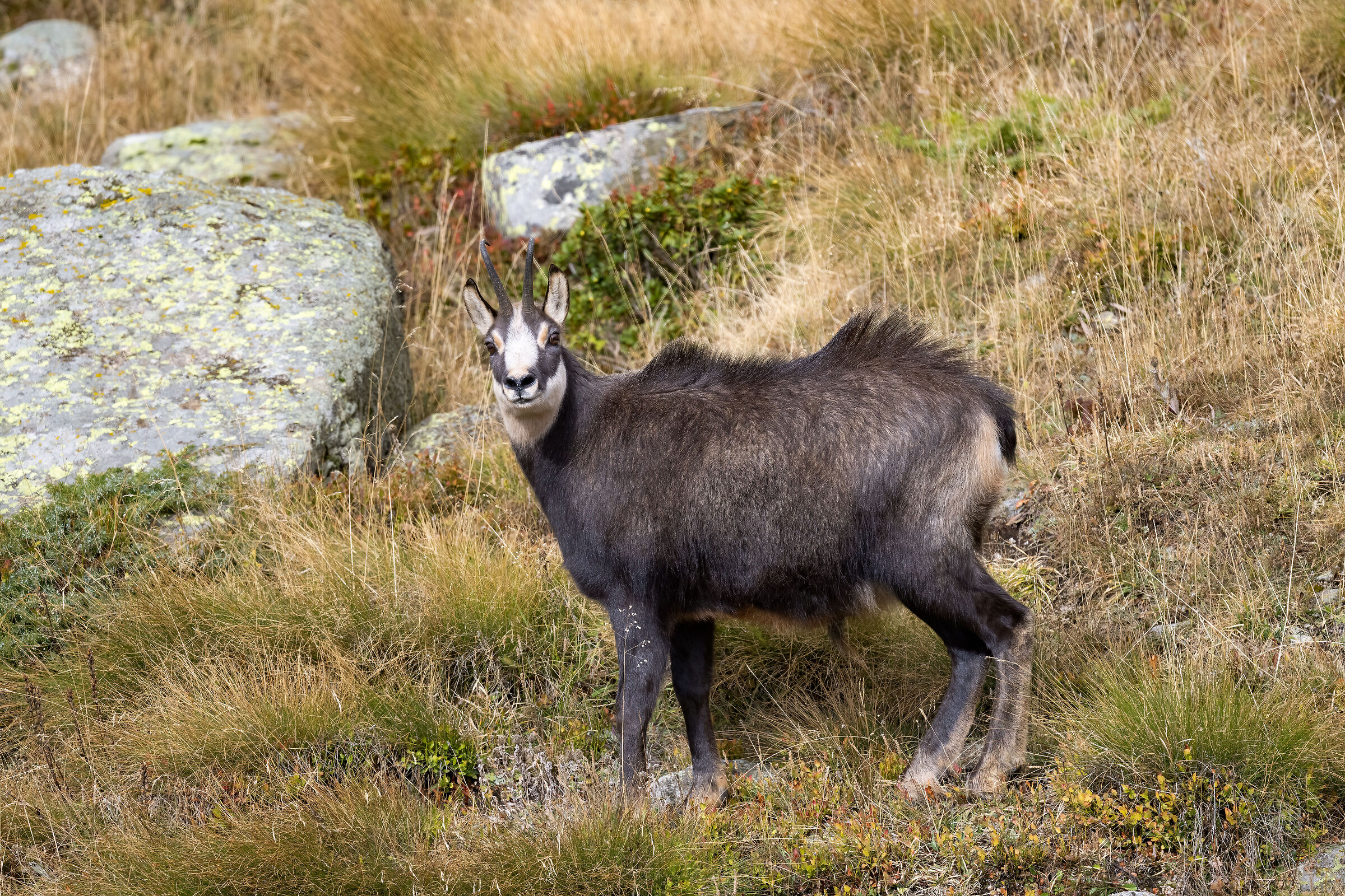 Camoscio- Parco Nazionale del Gran Paradiso