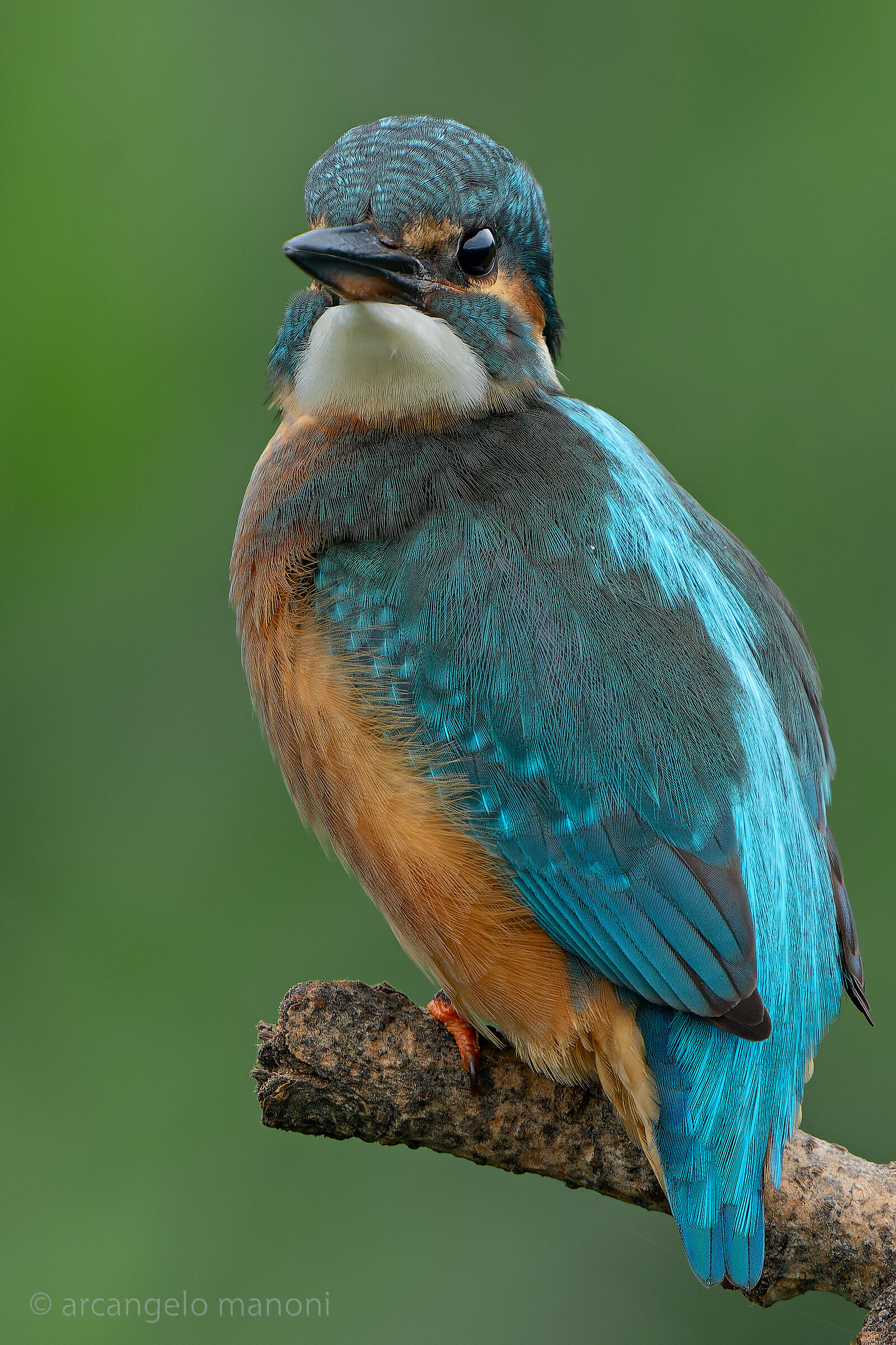 Alcedo atthis