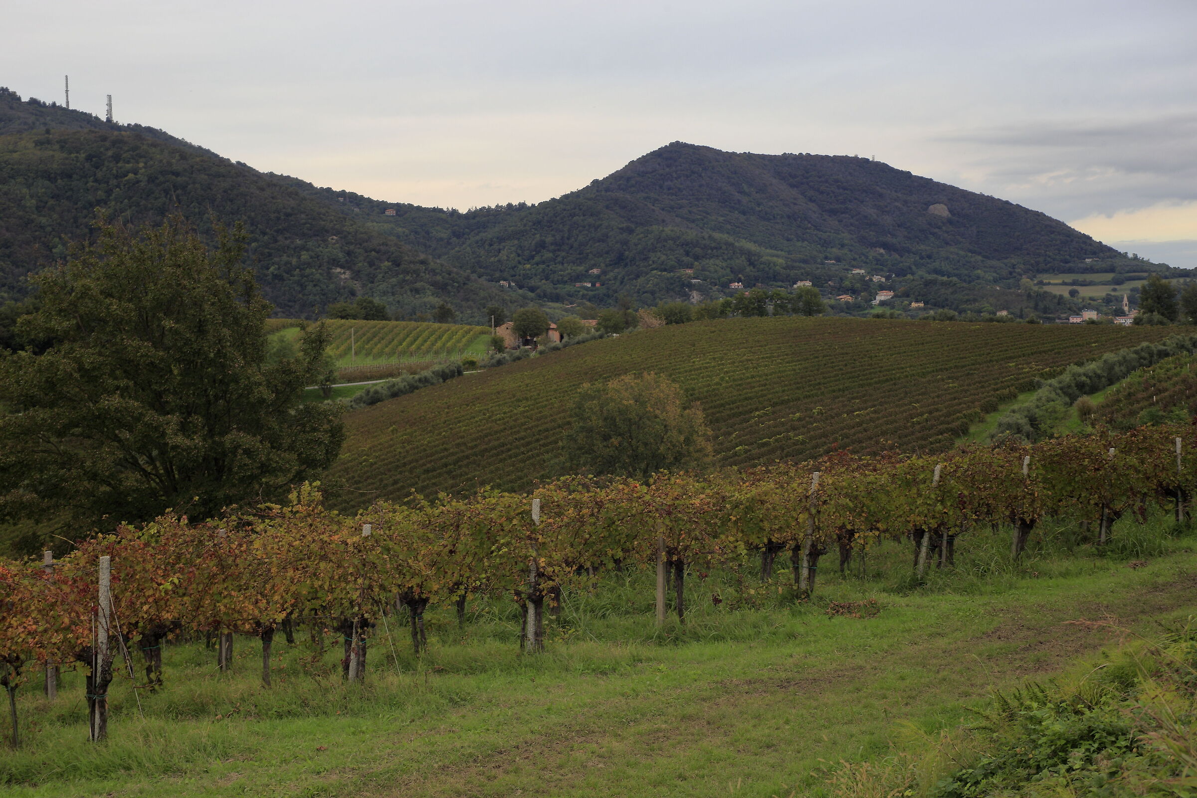 Euganei meravigliosi