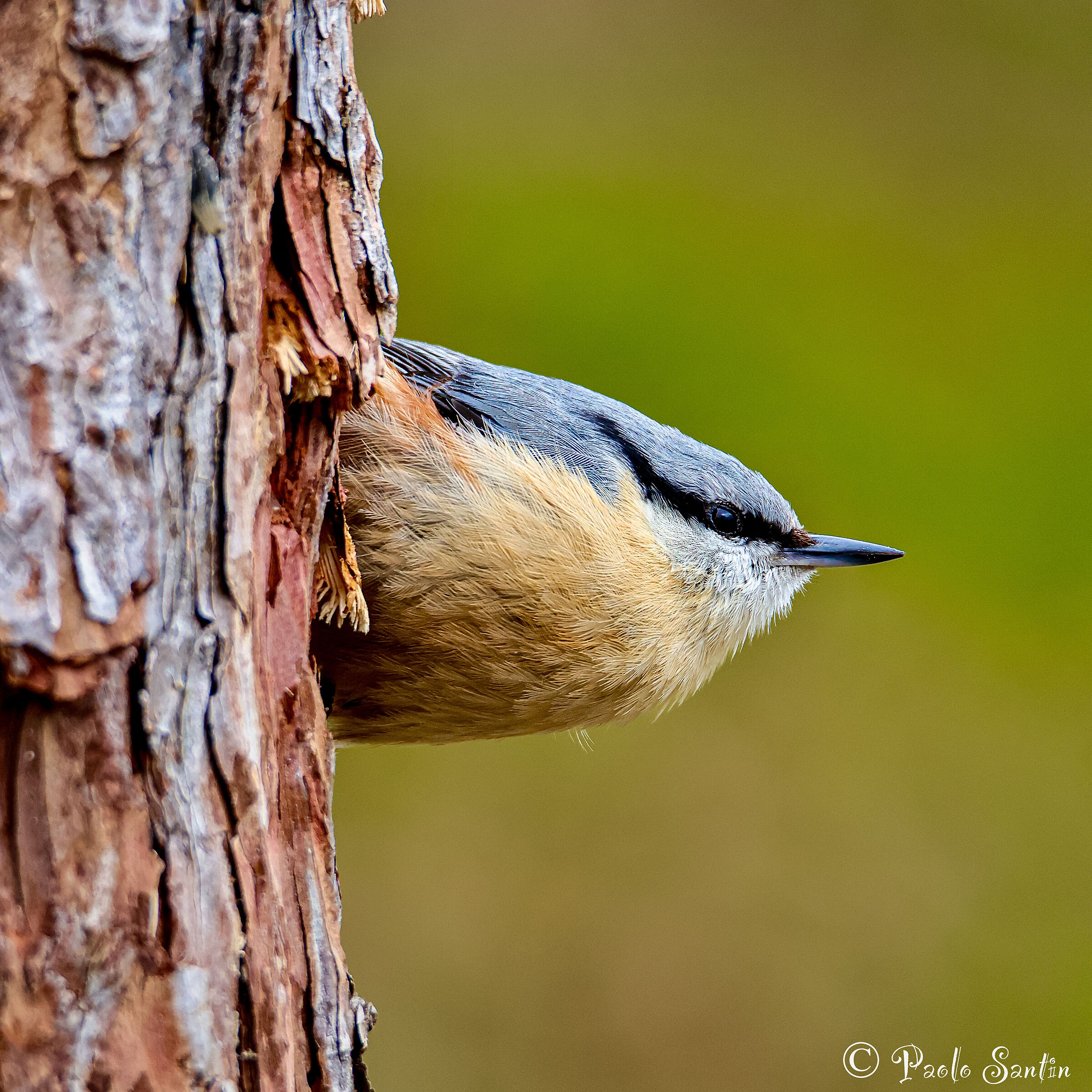 Wood nuthatch