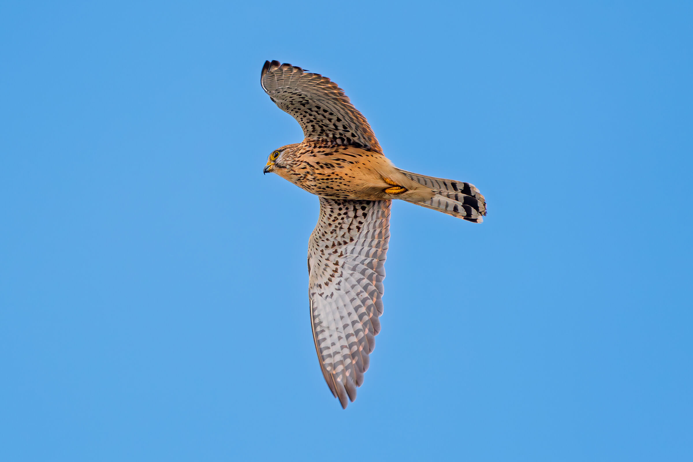 Kestrel